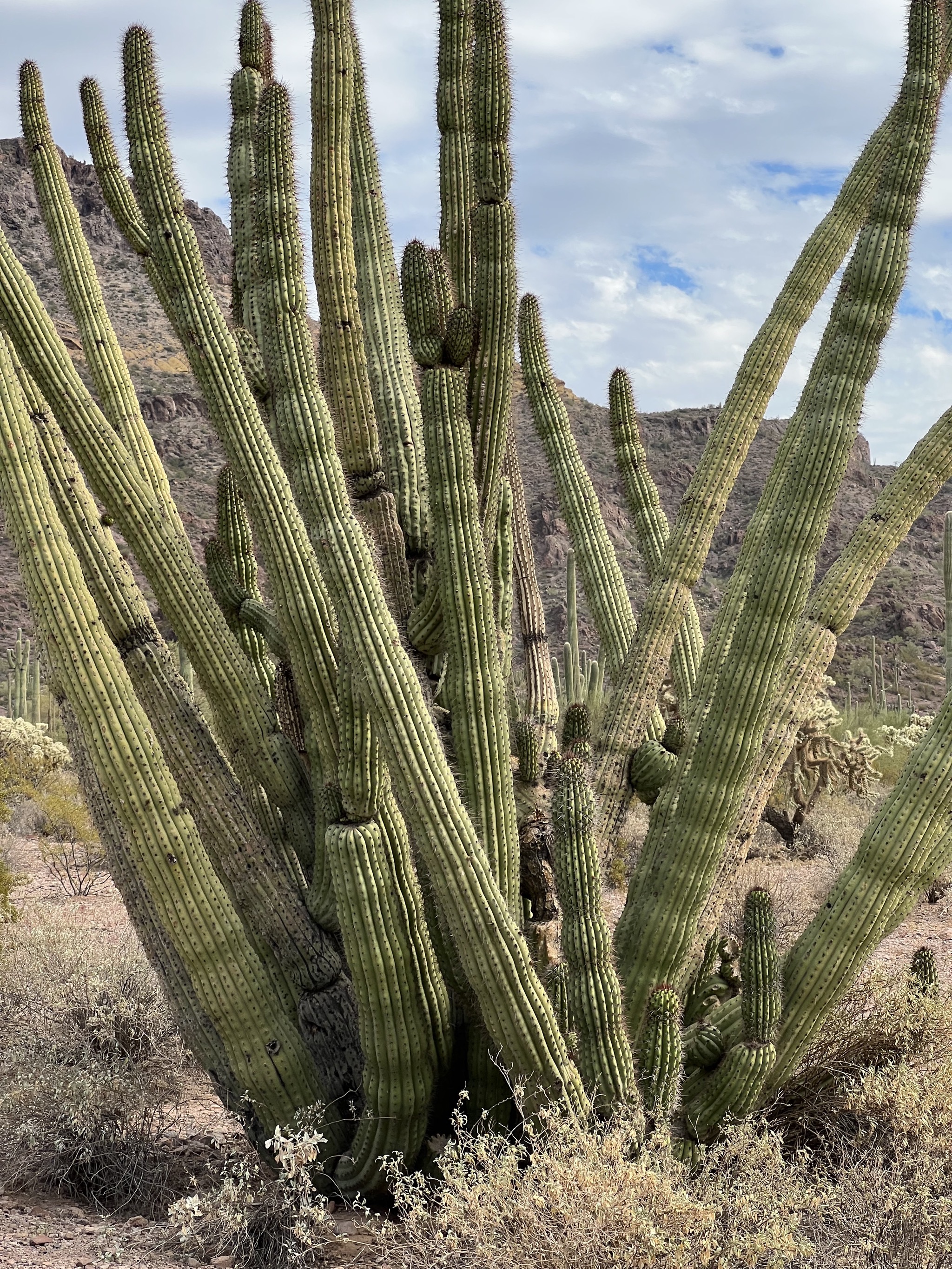 Cacti