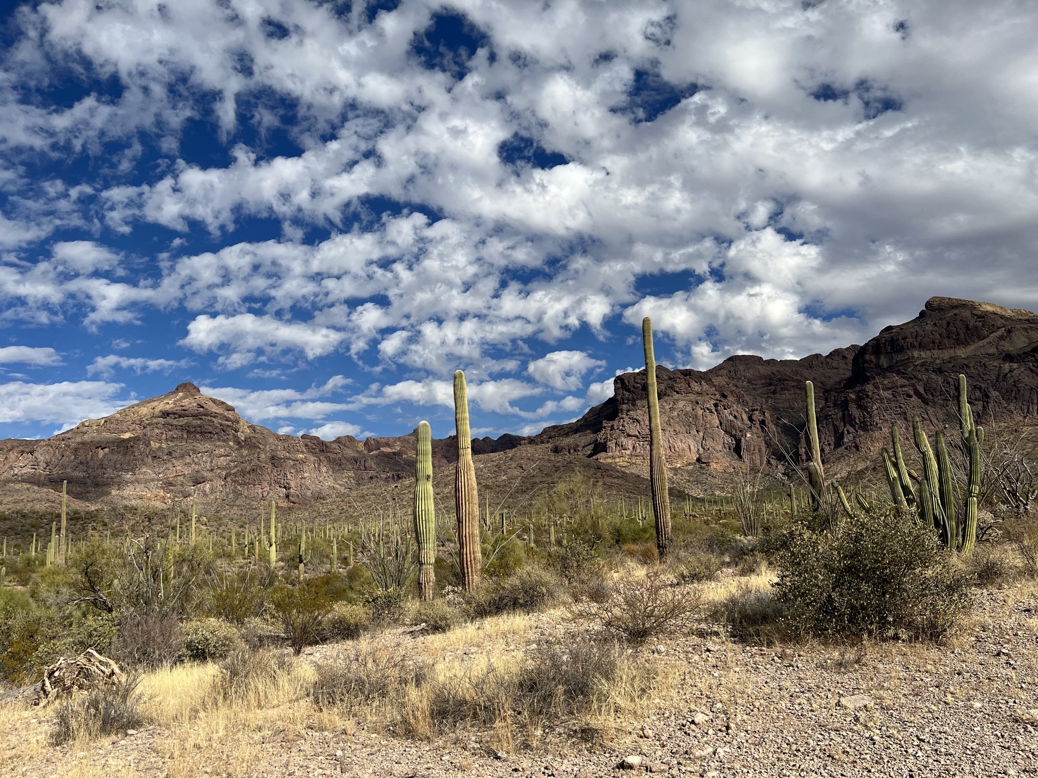 Cacti