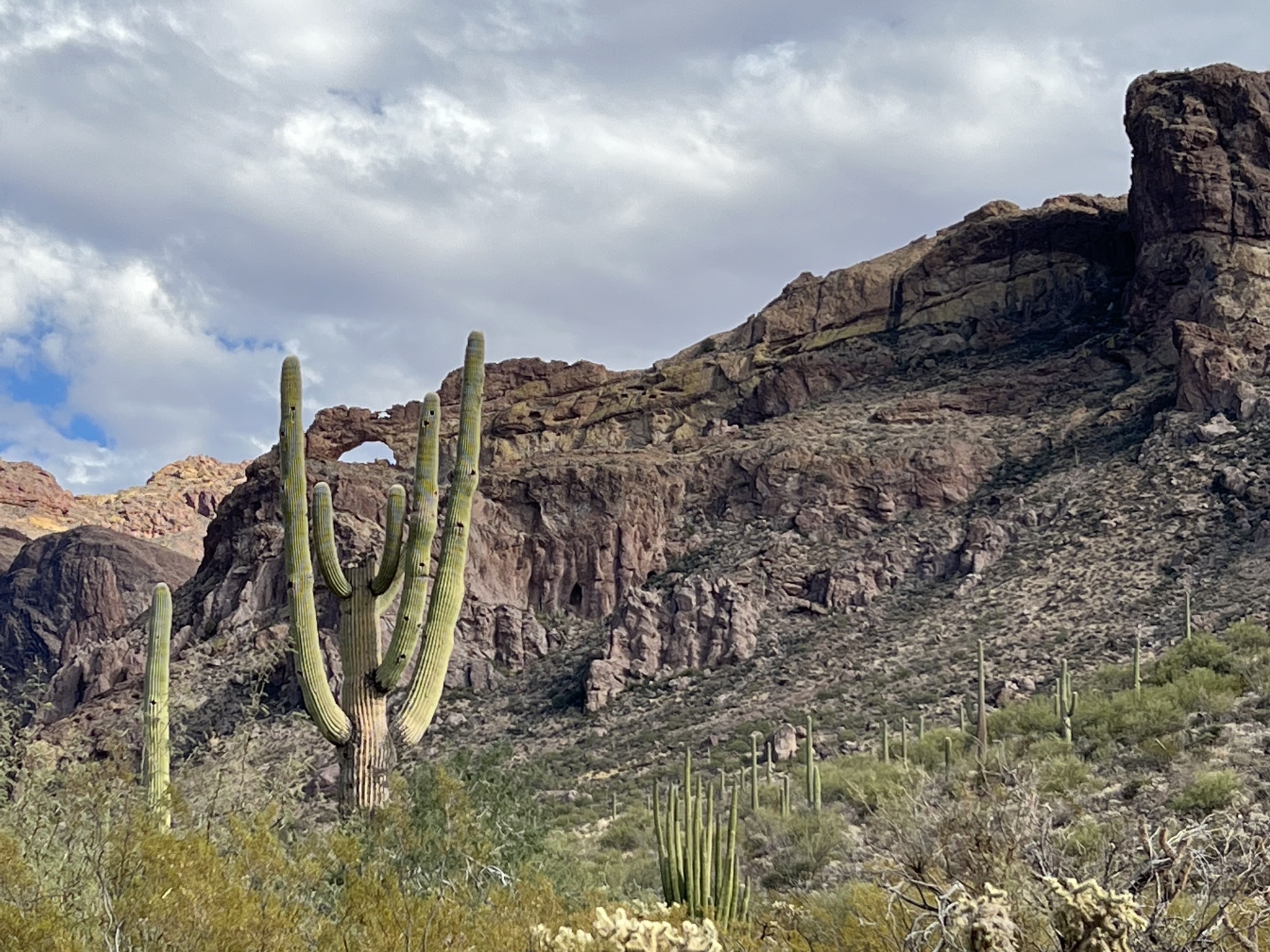 Arch and cacti
