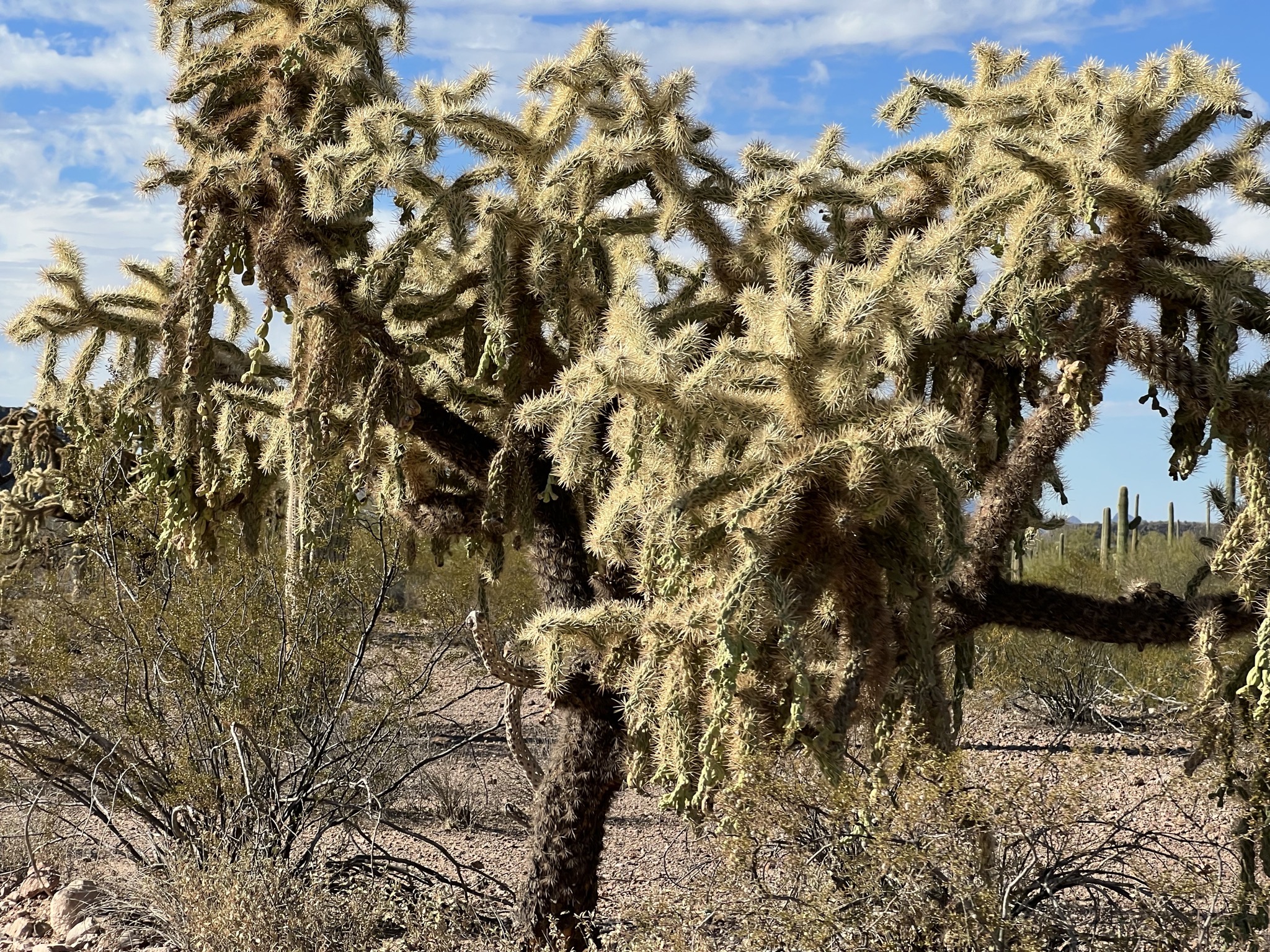 Cacti