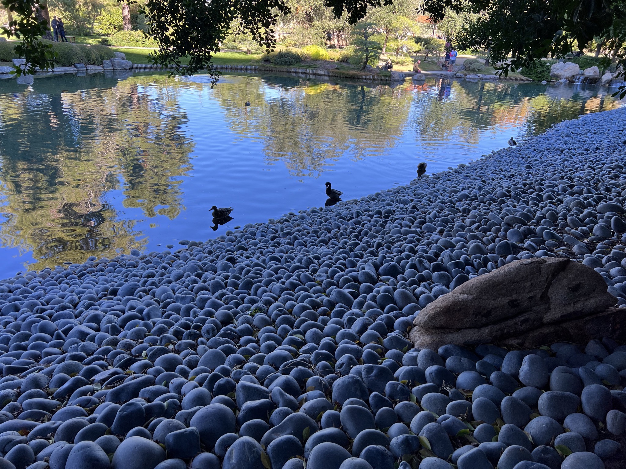 Pond