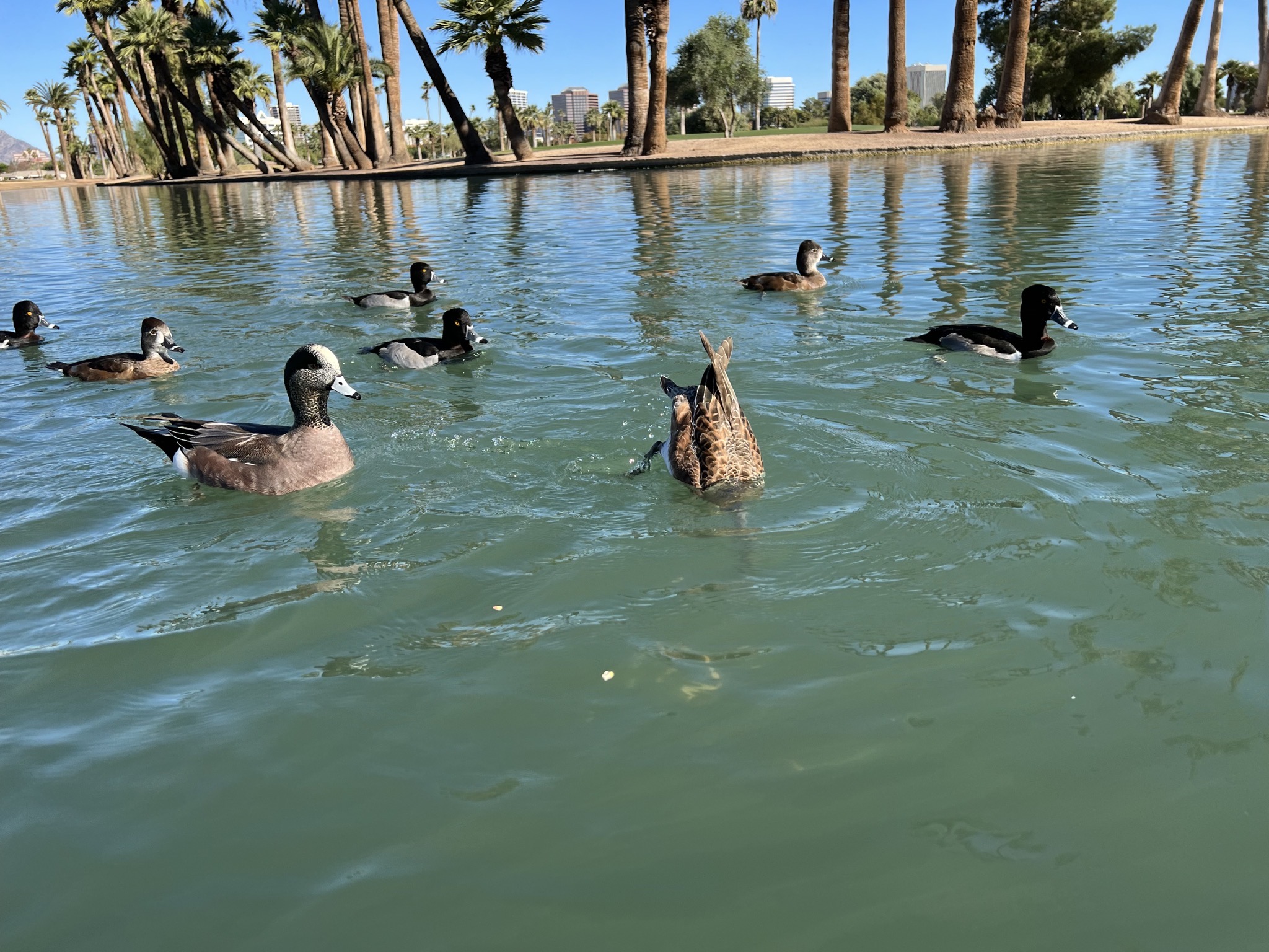 Ducks
