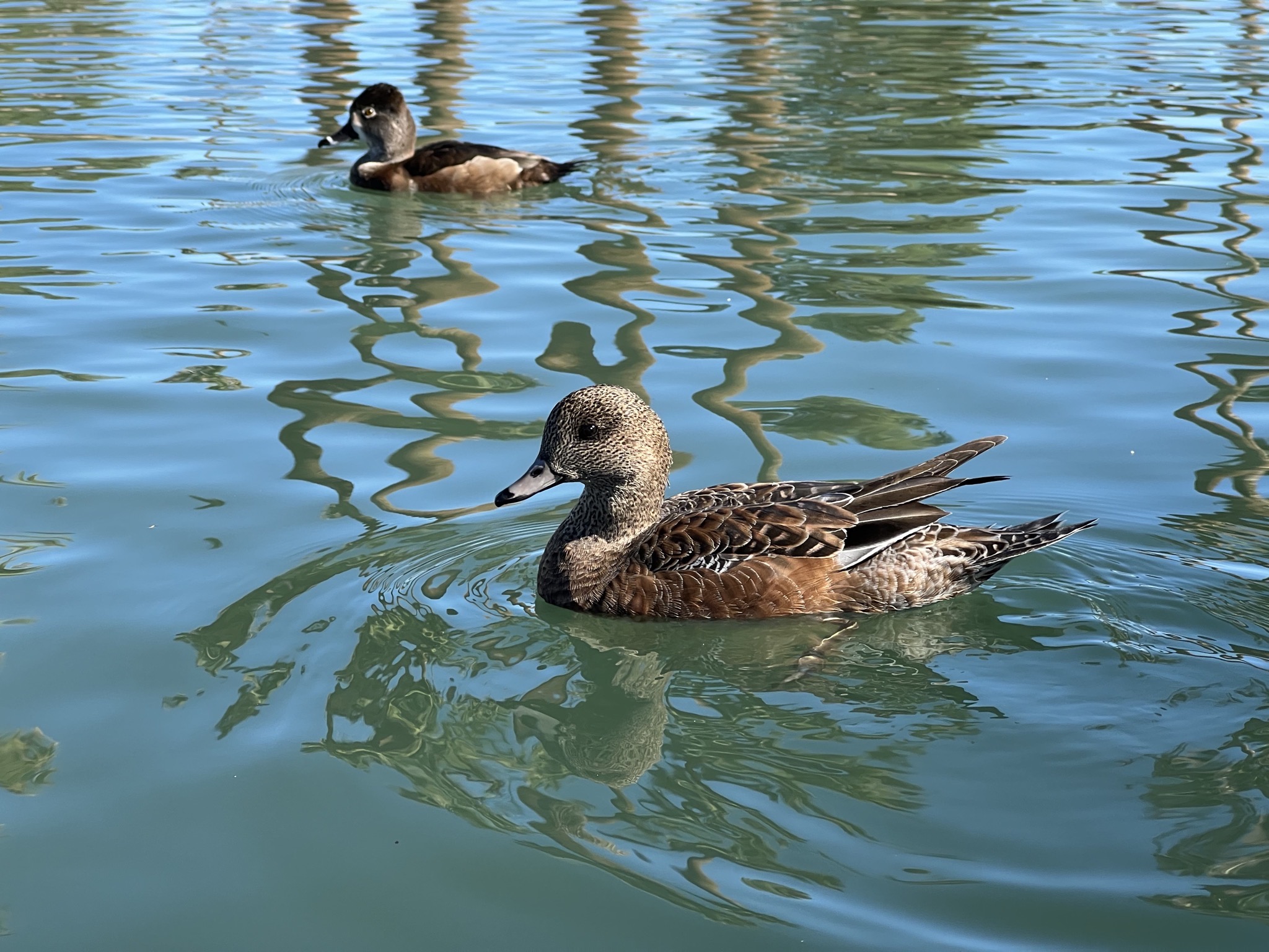 Ducks
