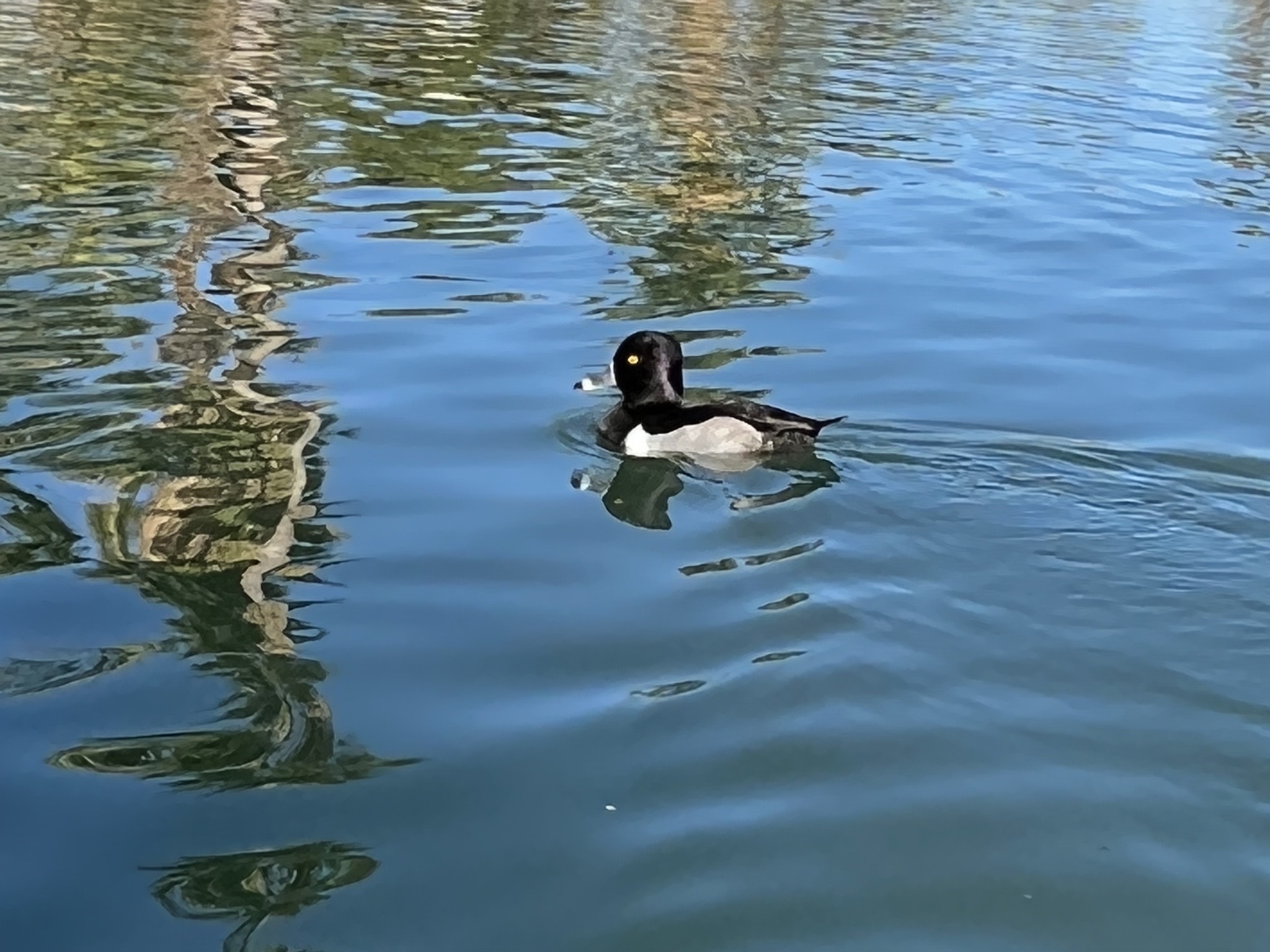 Ducks