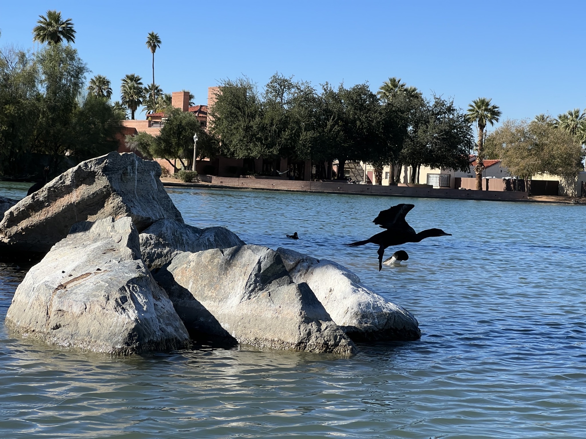 Birds