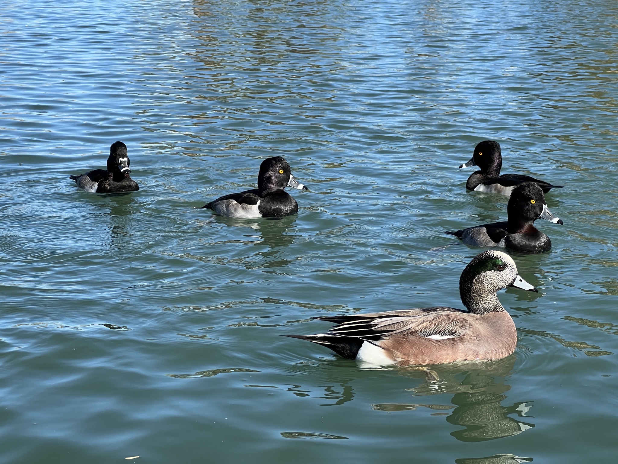 Ducks