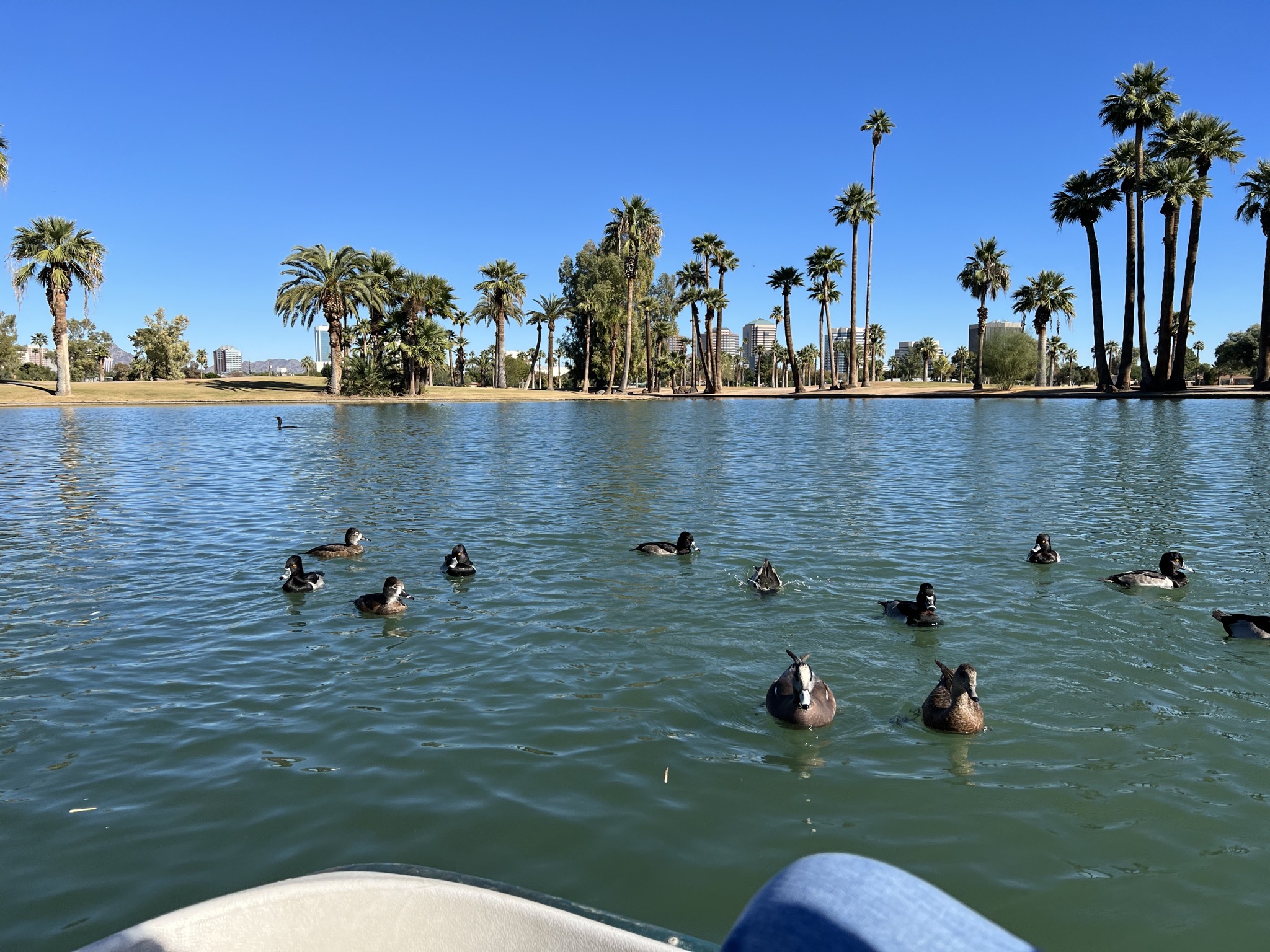 Ducks