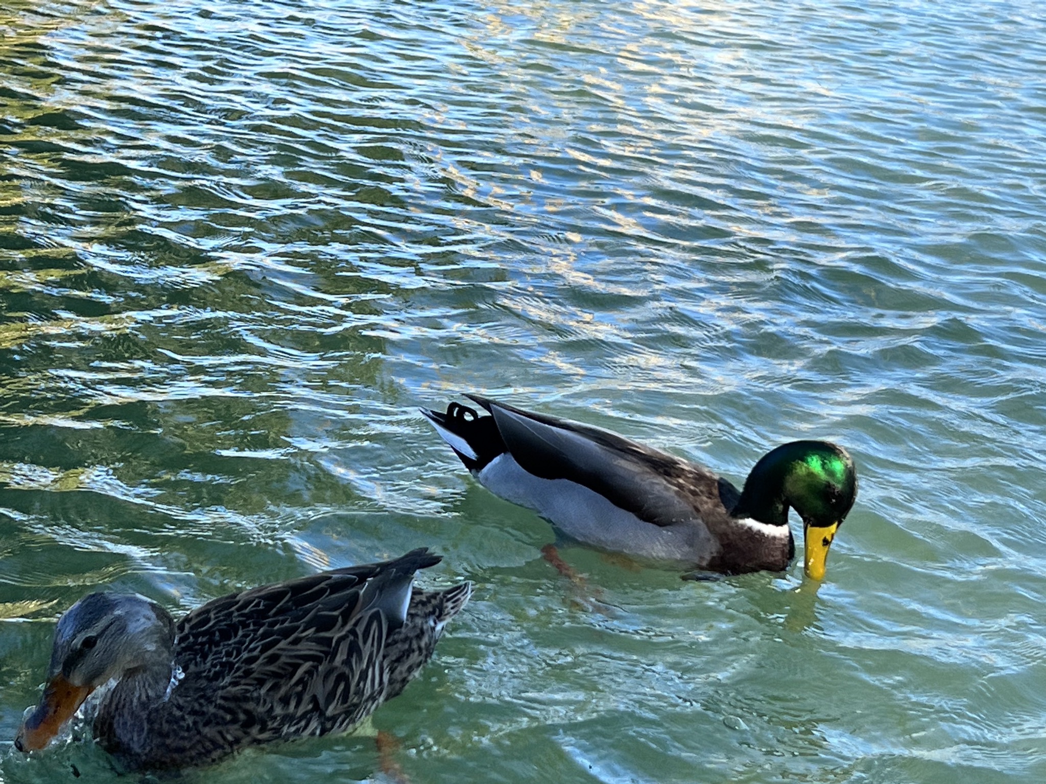 Ducks