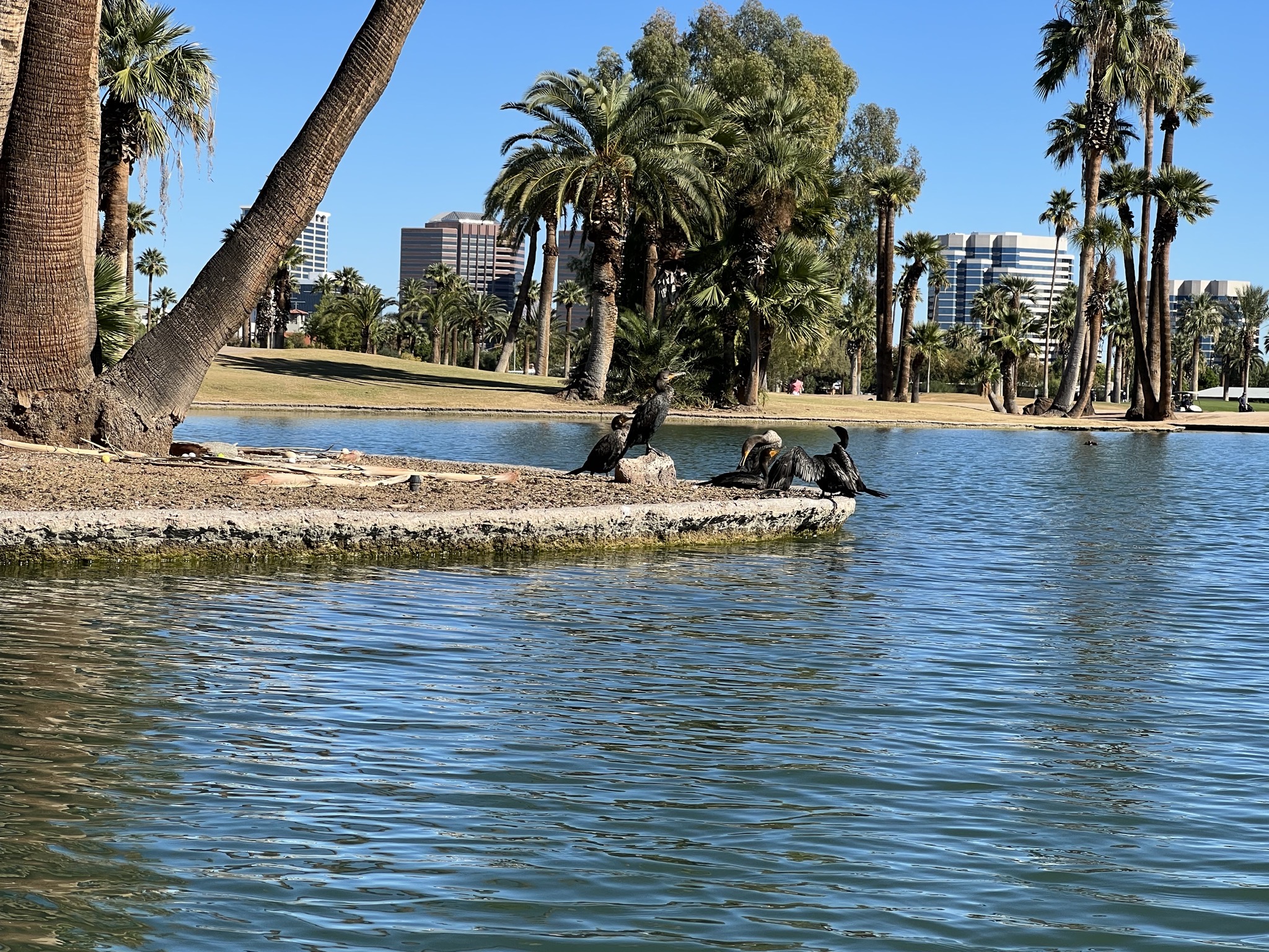 Birds