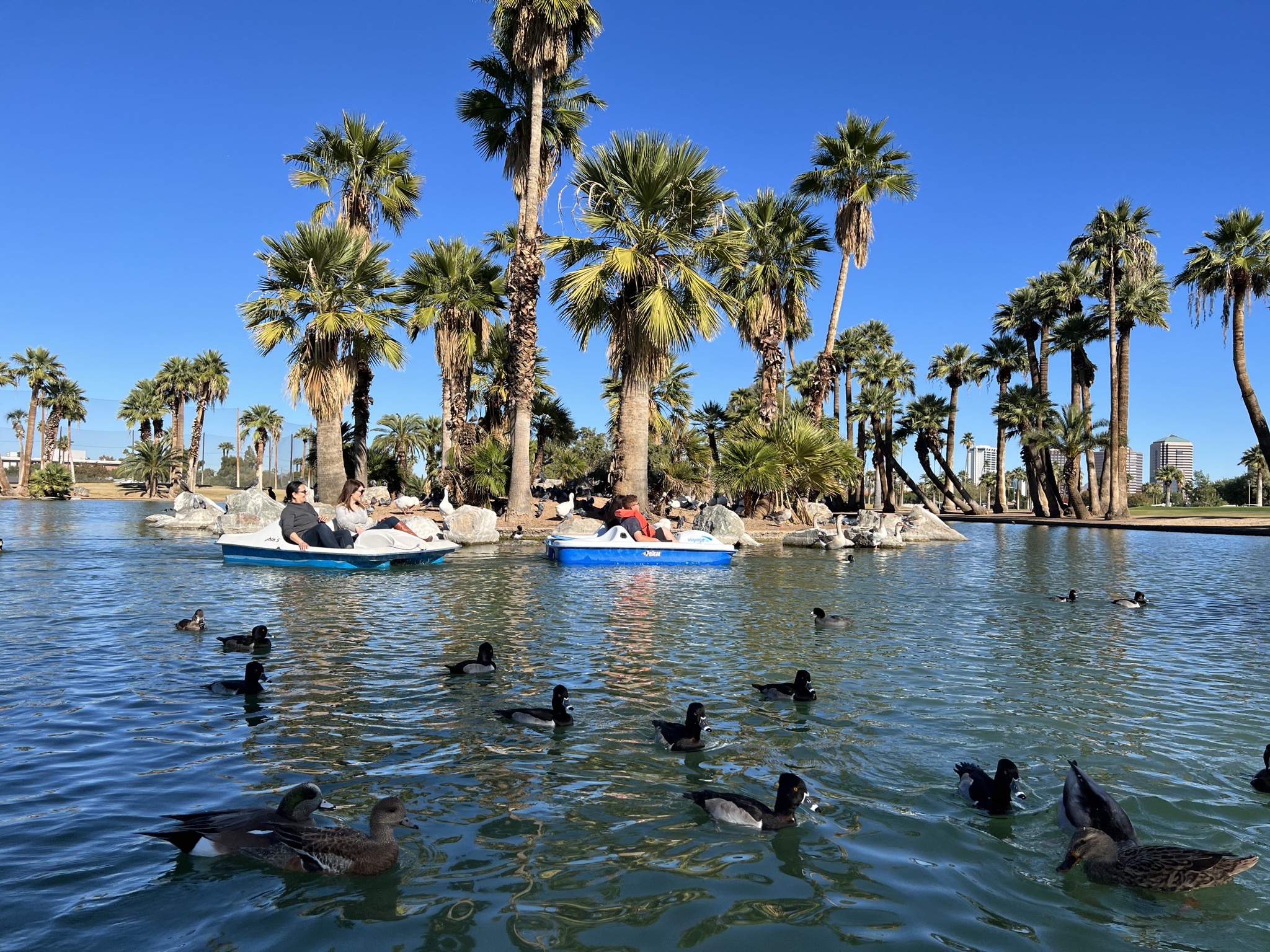 Ducks