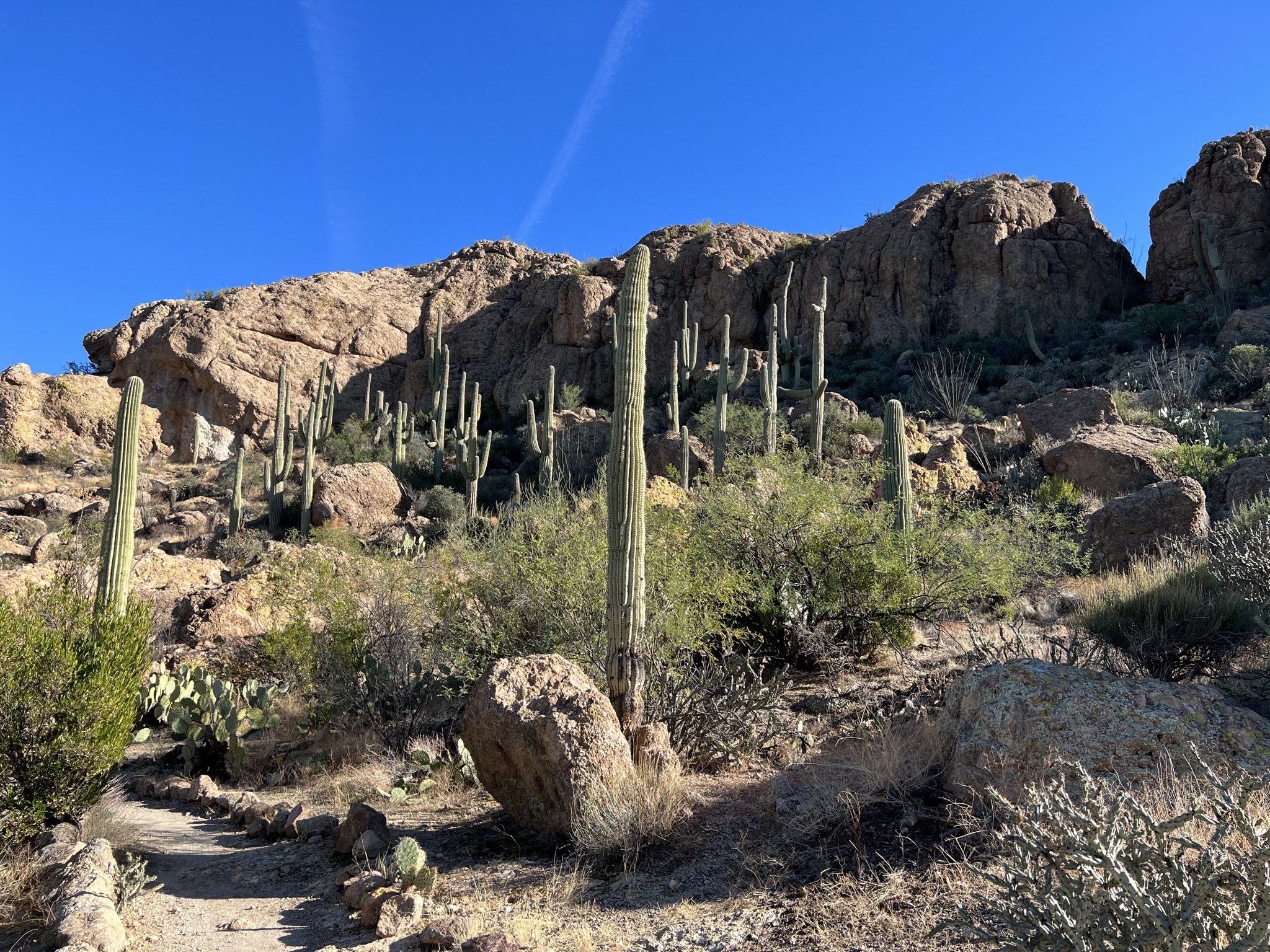 Cacti