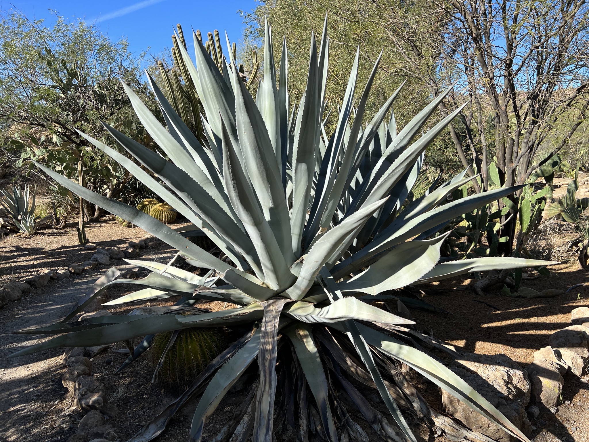 Cacti