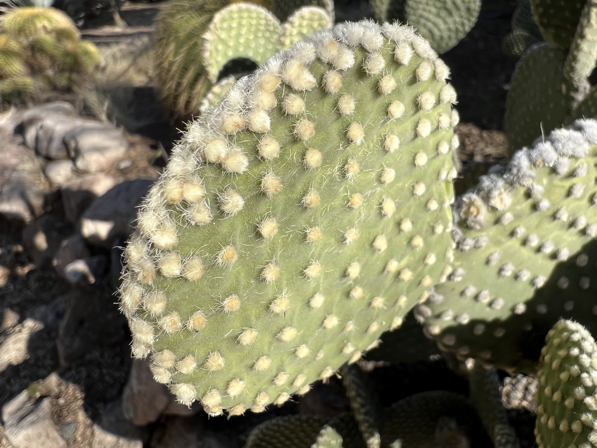Cacti