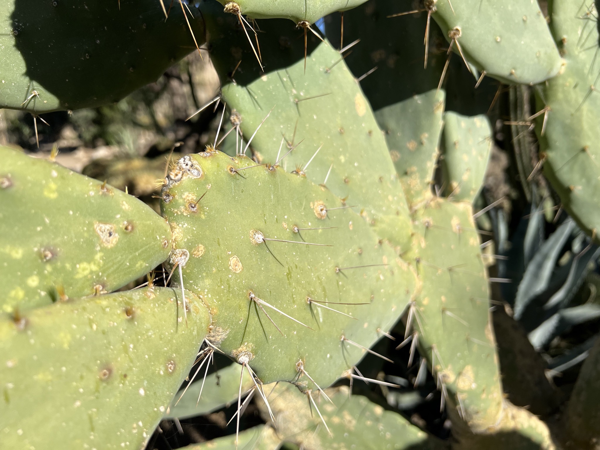 Cacti