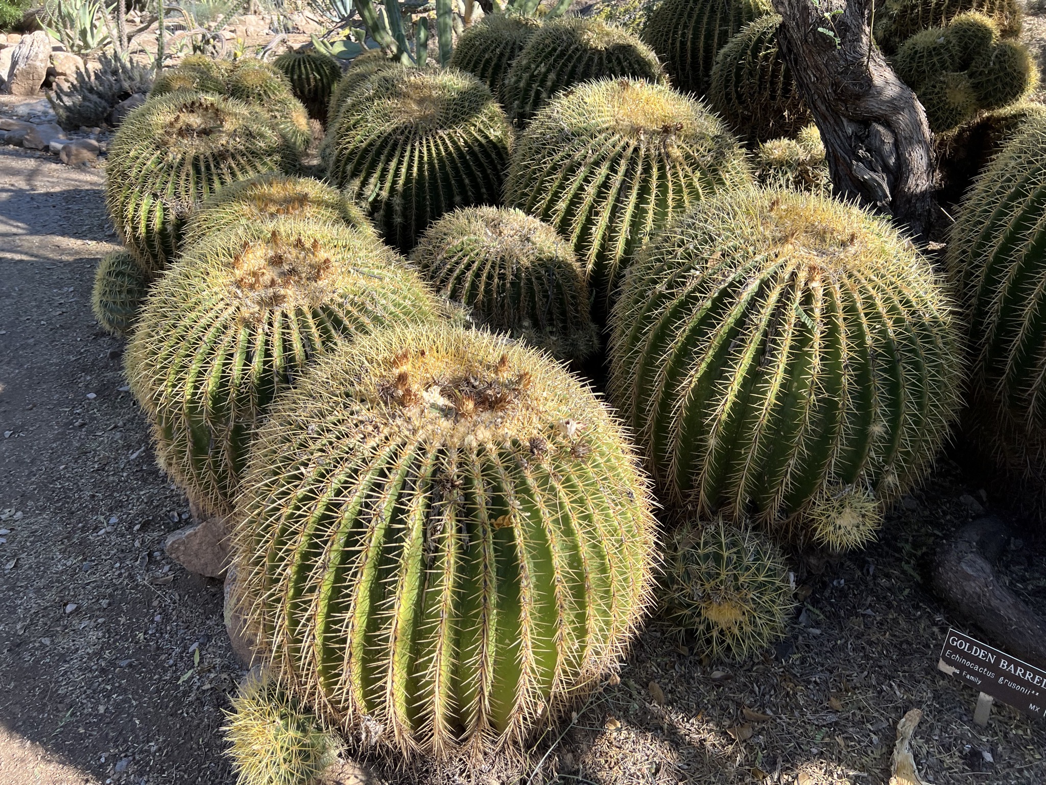 Cacti