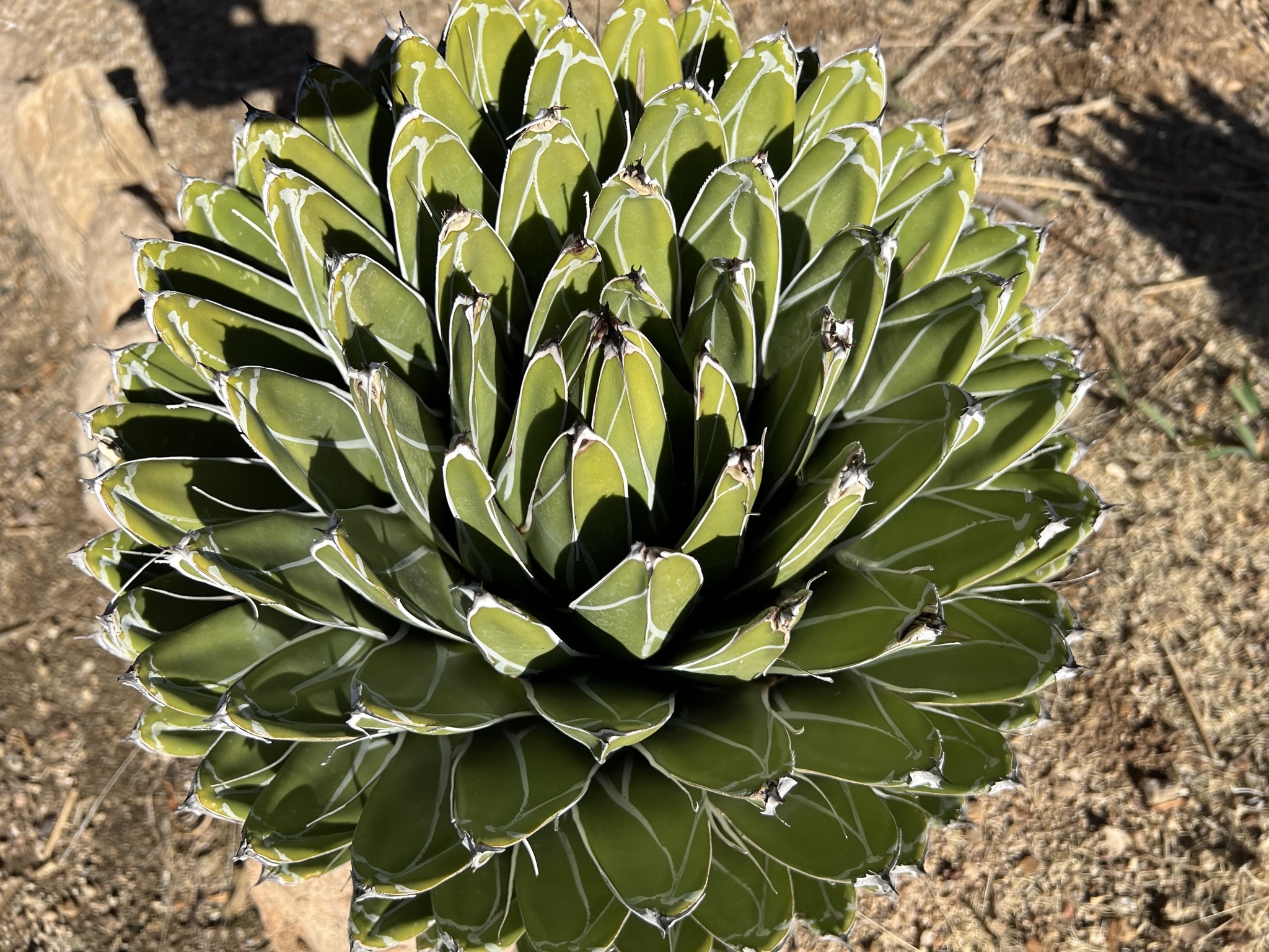 Cacti