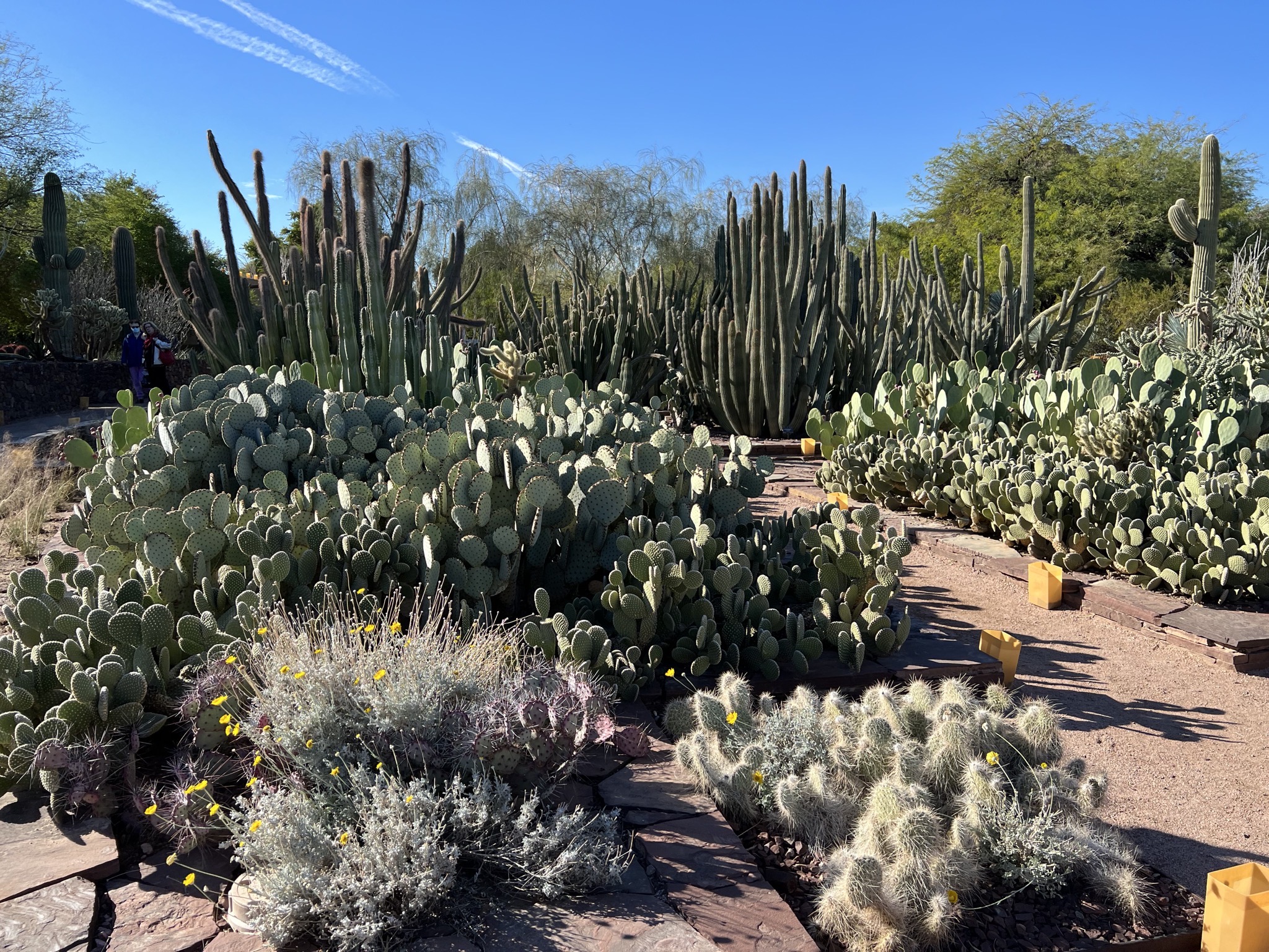 Cacti