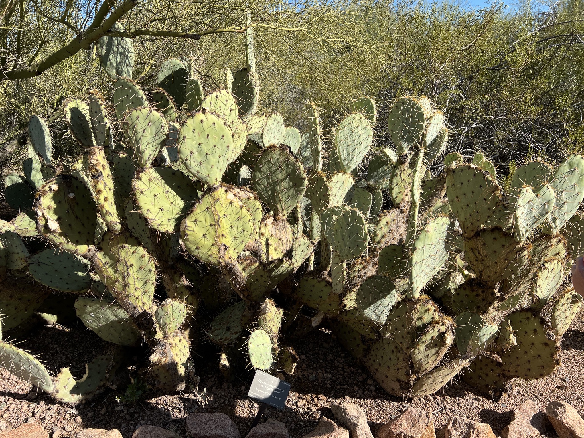 Cacti