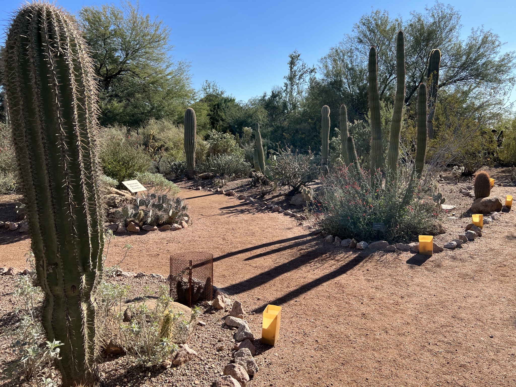 Cacti