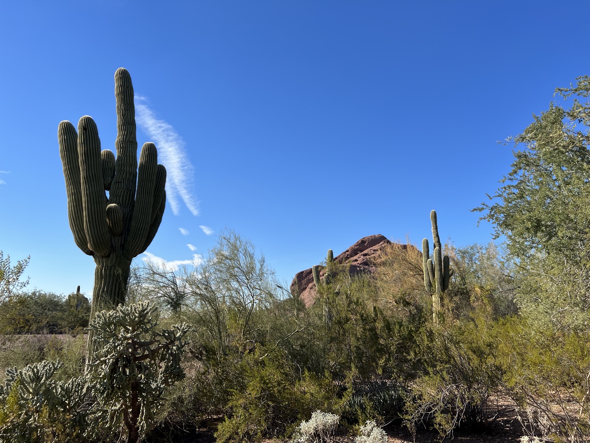 Cacti