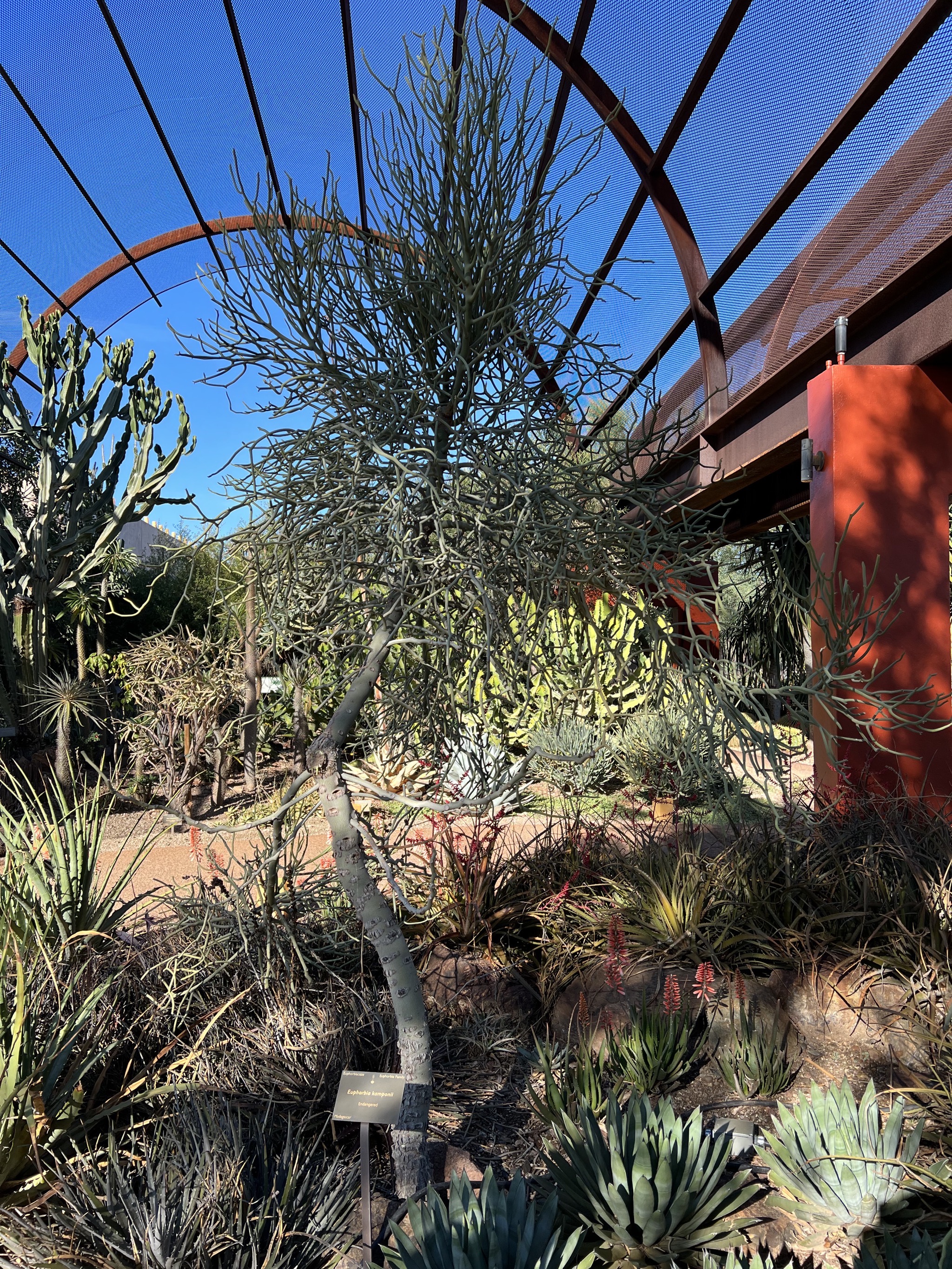 Cacti