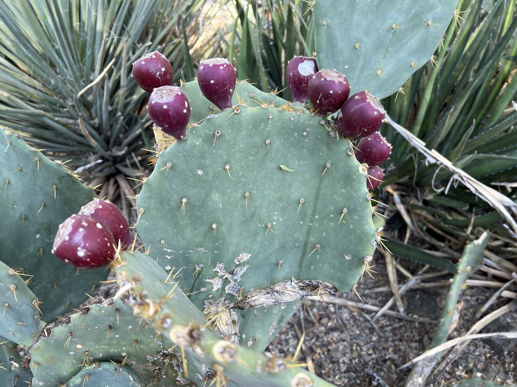 Cacti