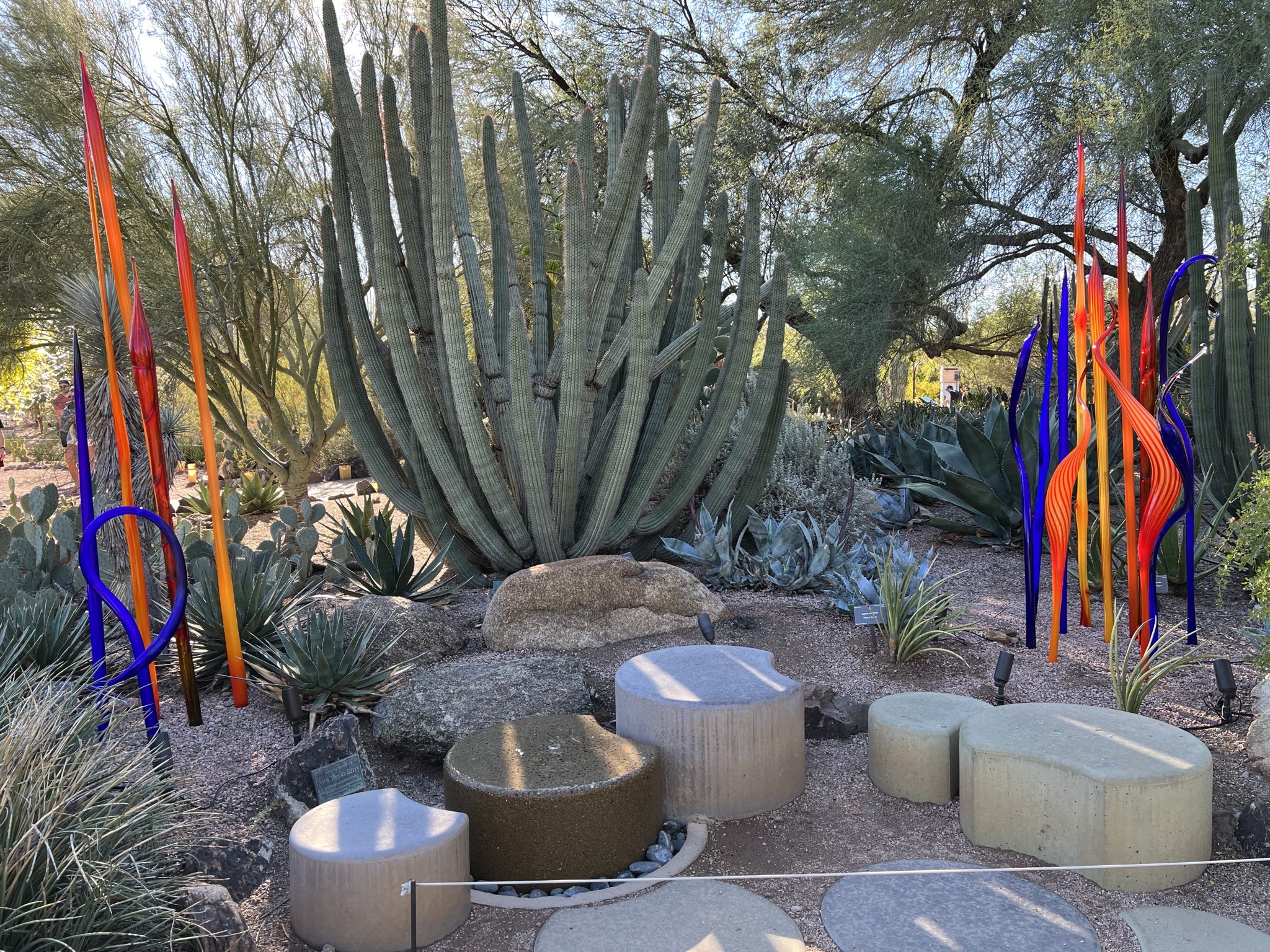 Cacti and Chihuly