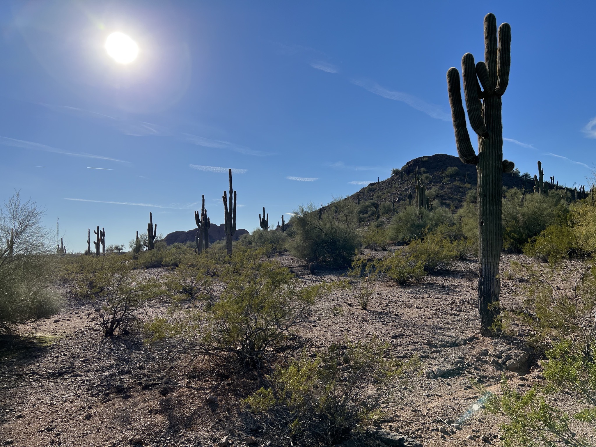 Cacti