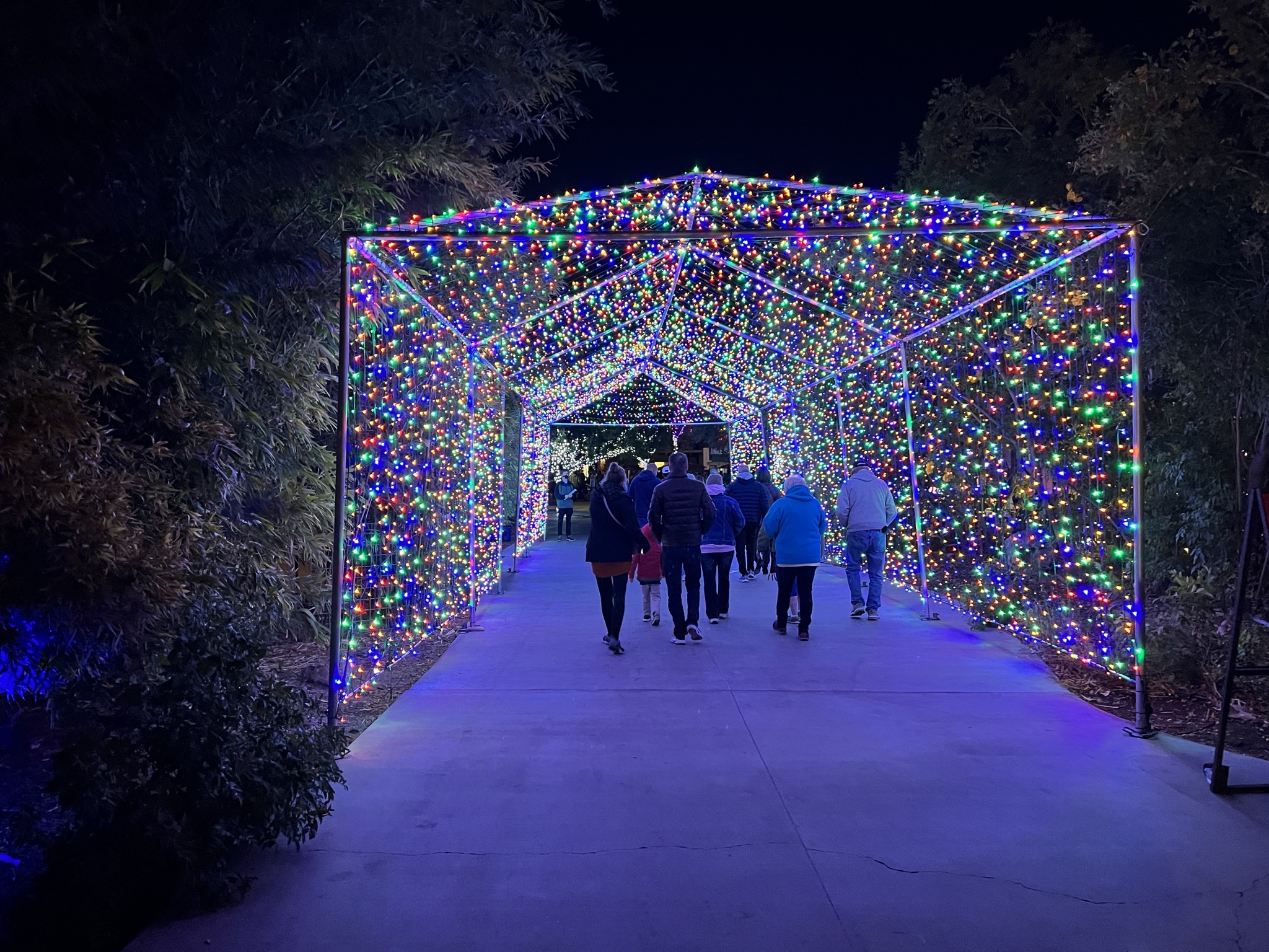 Zoo lights