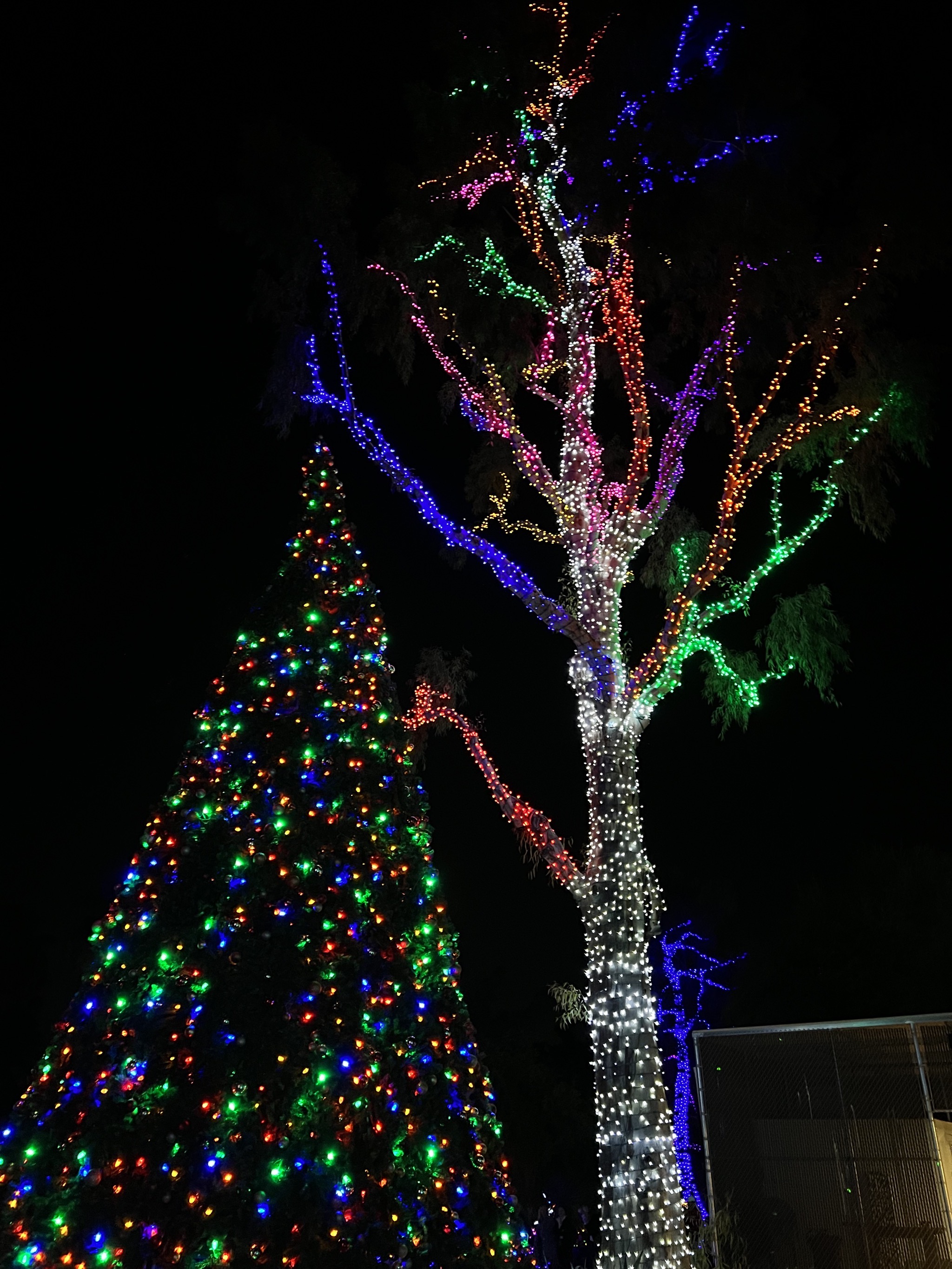 Zoo lights