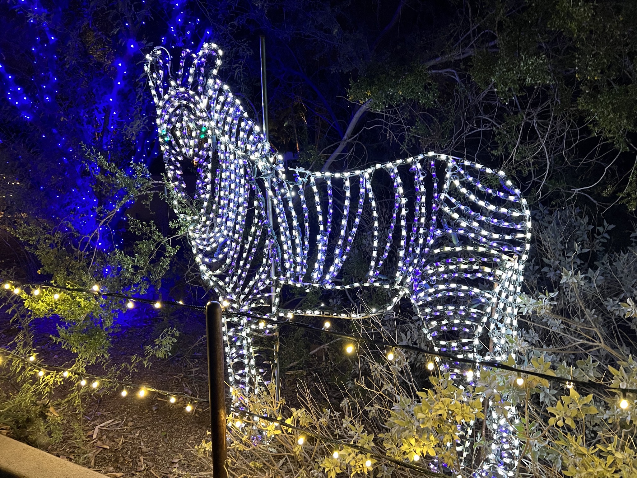 Zoo lights
