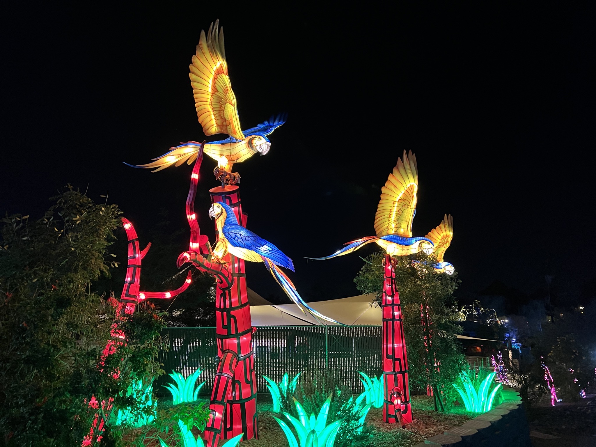 Zoo lights