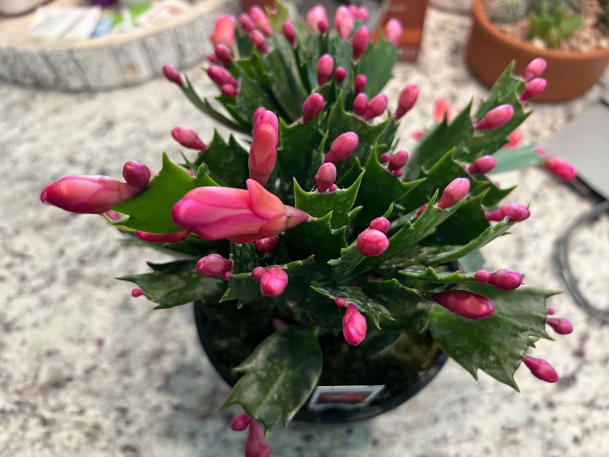 Plant