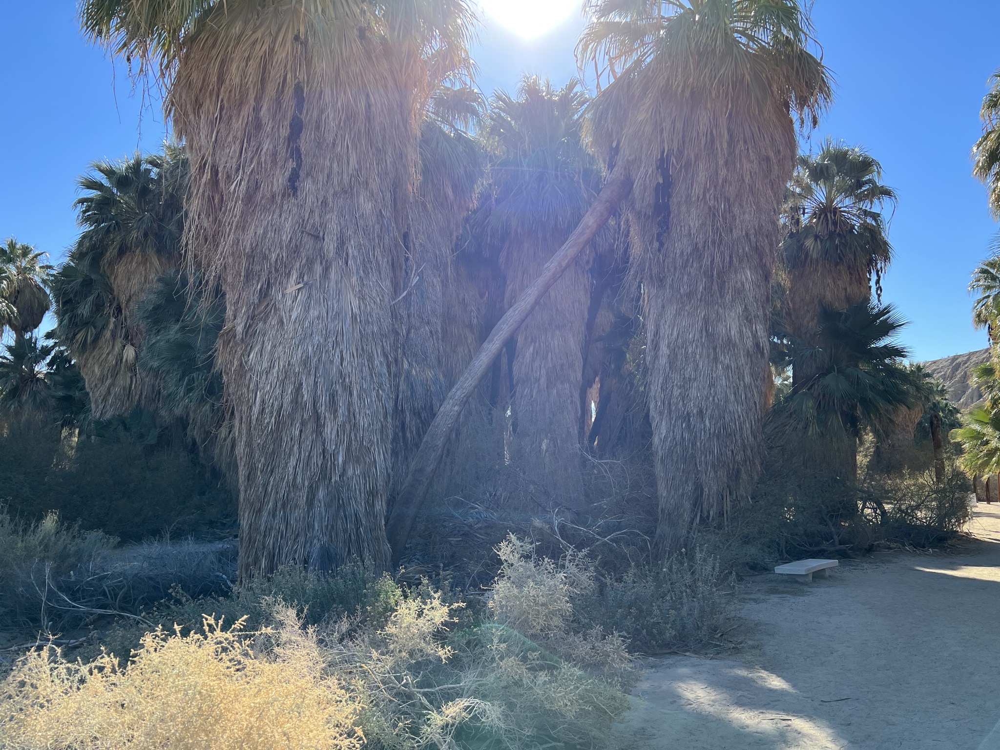 Palm trees