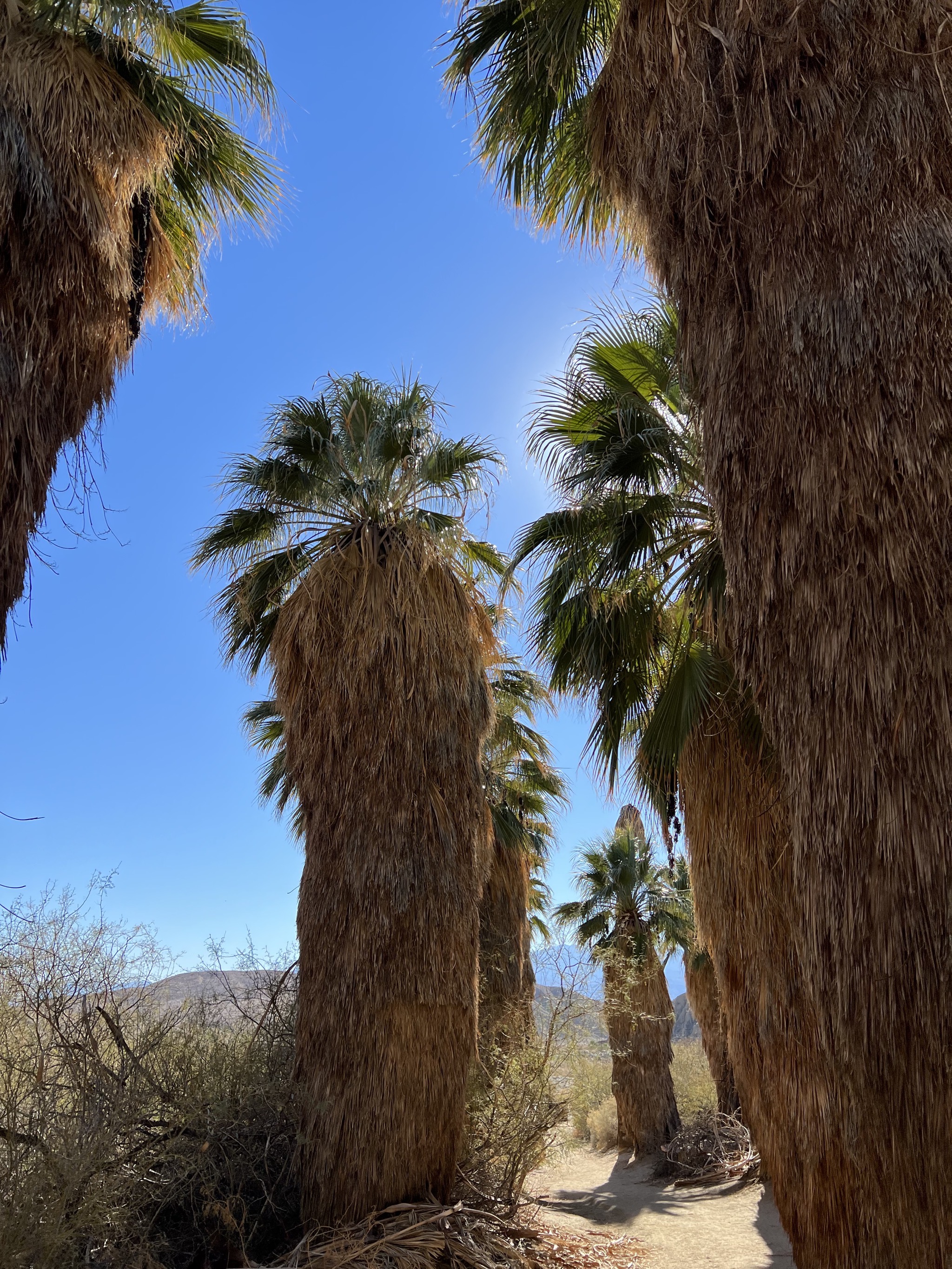 Palm trees