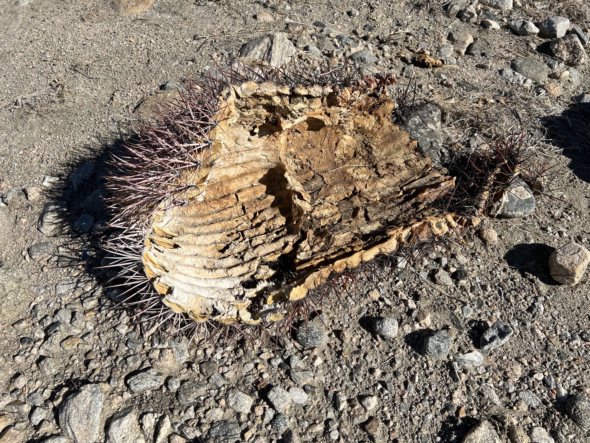 Inside of cactus