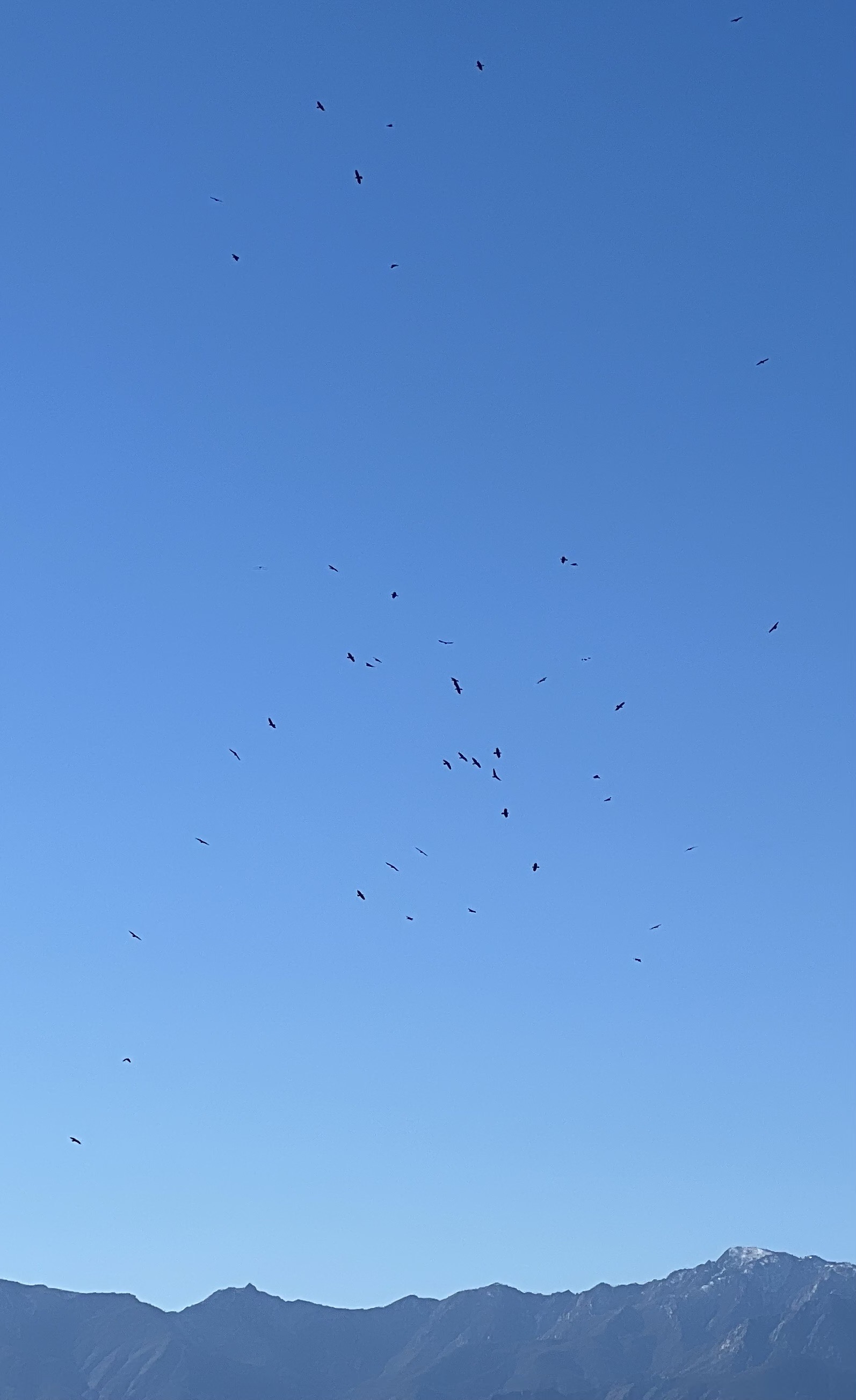 Birds
