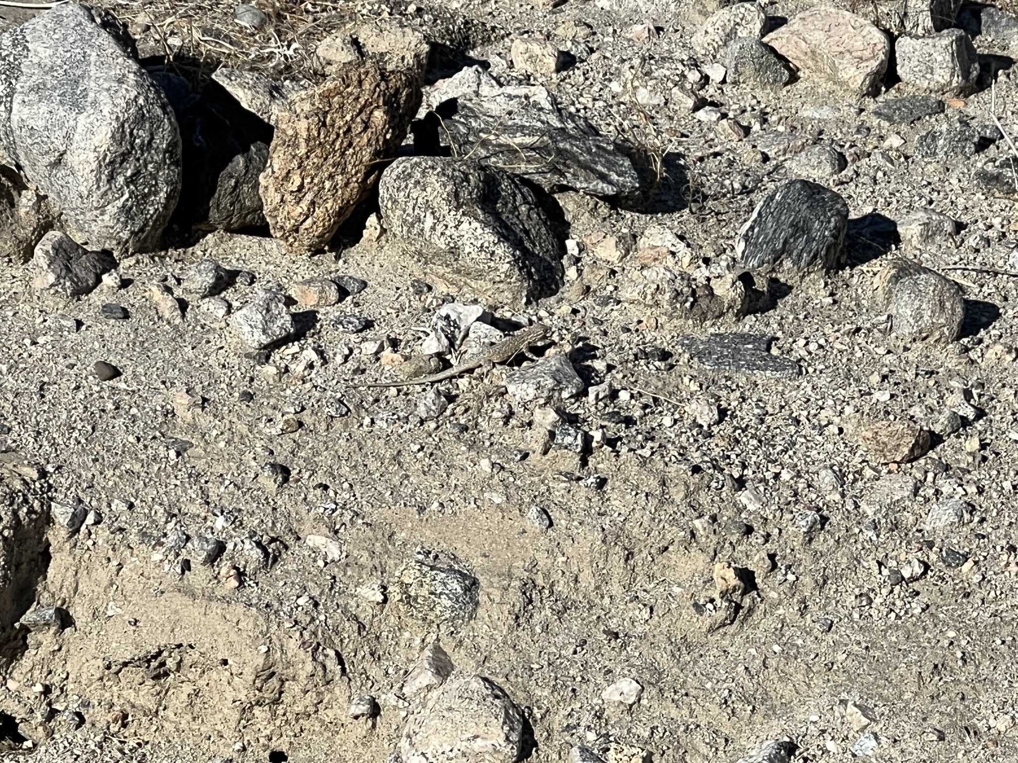 Lizard