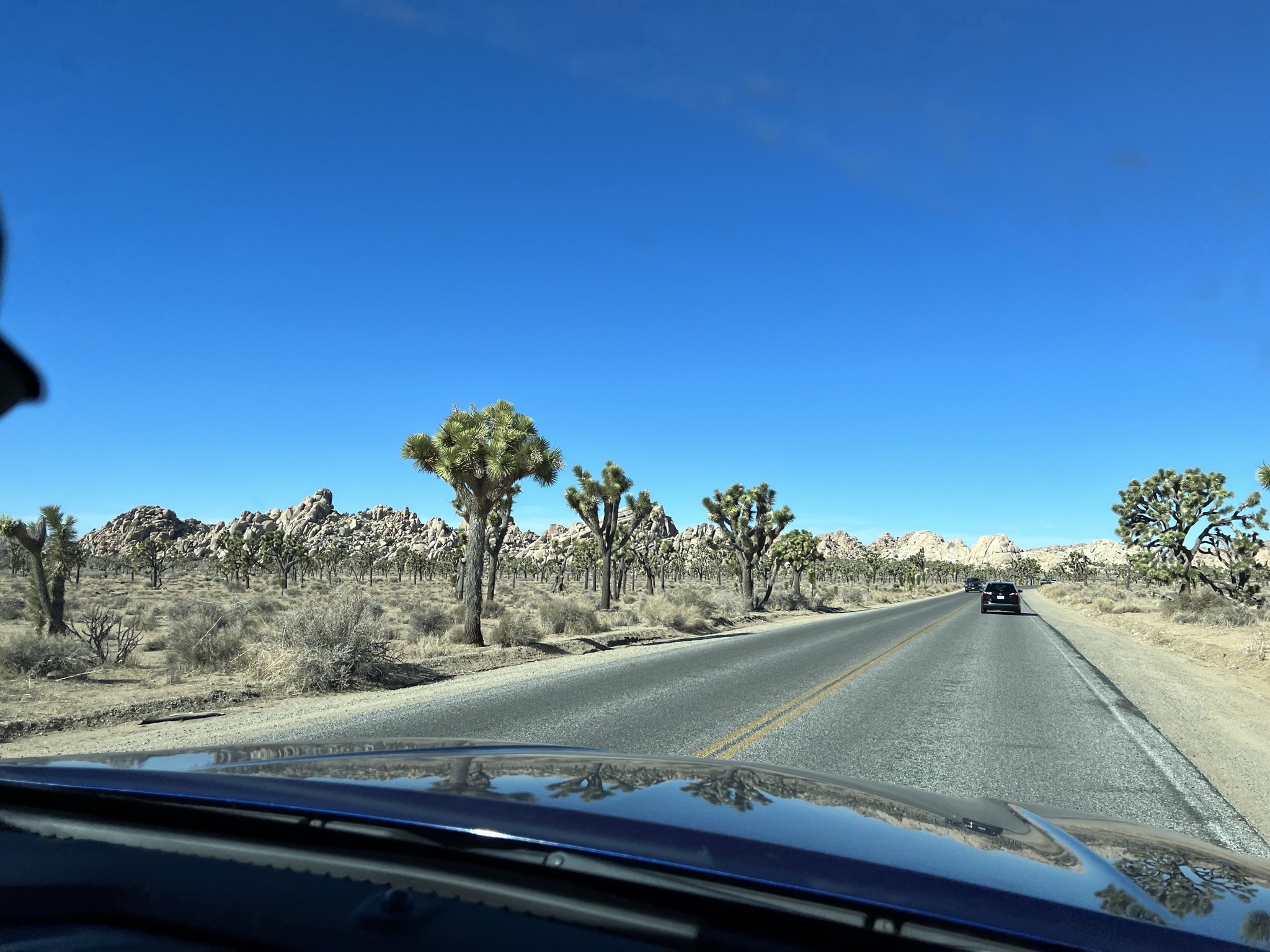 Joshua trees