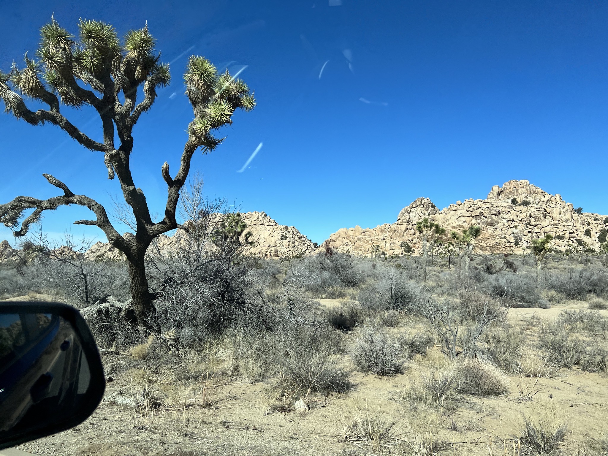 Joshua trees