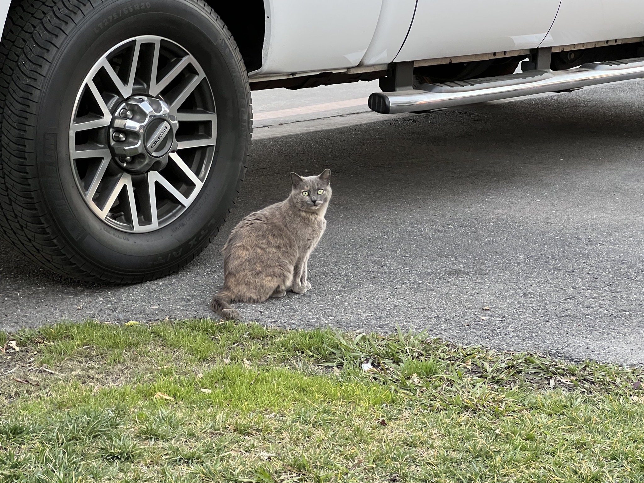 Cat