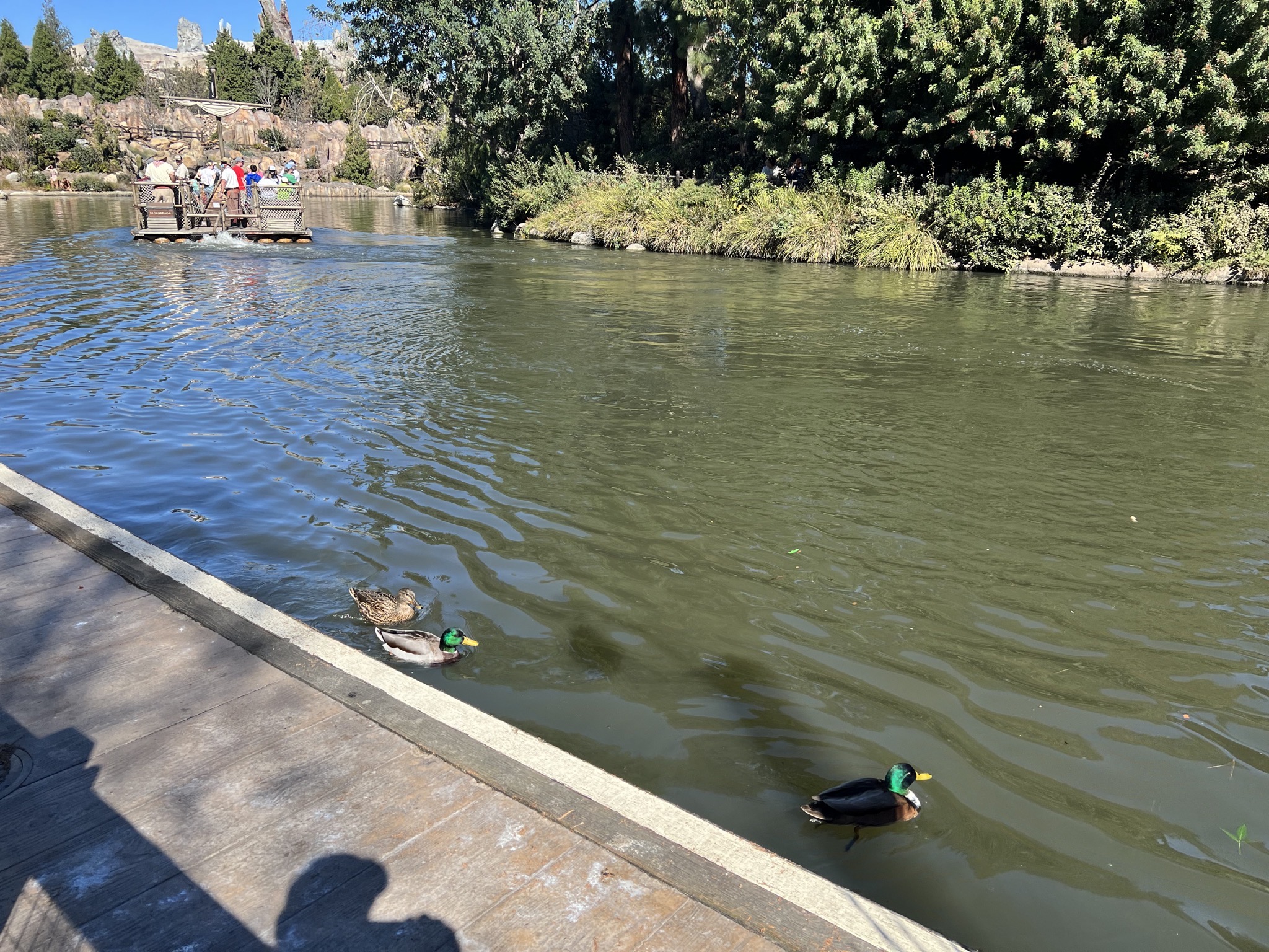 Raft and ducks