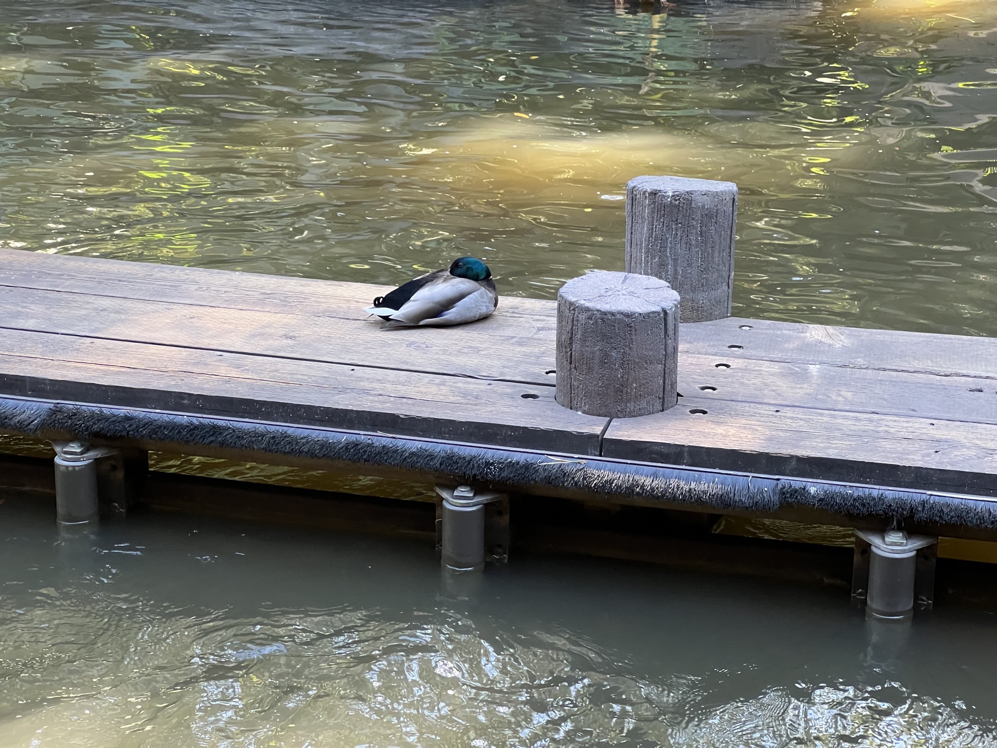 Duck