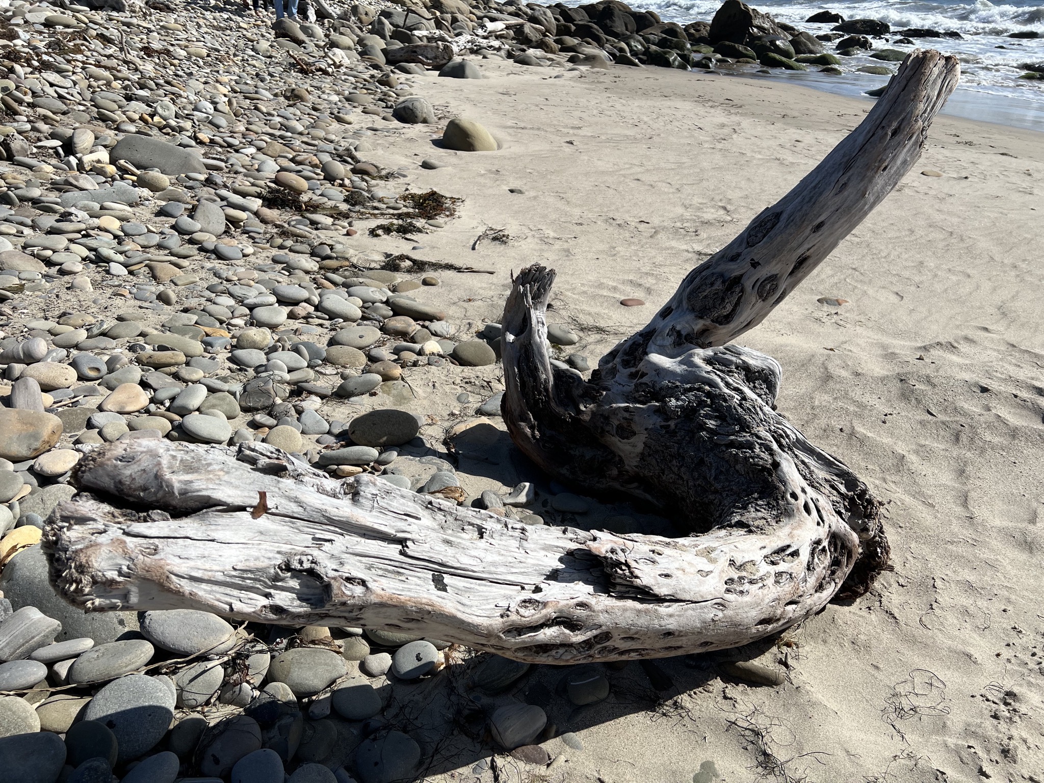 Driftwood