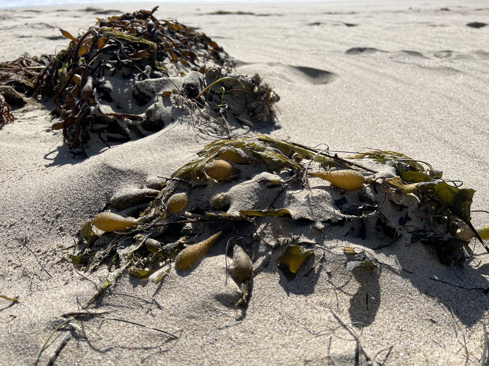 Seaweed