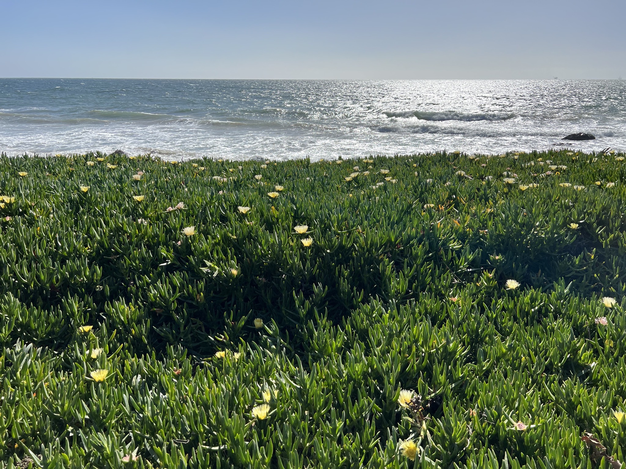 Flowering plants