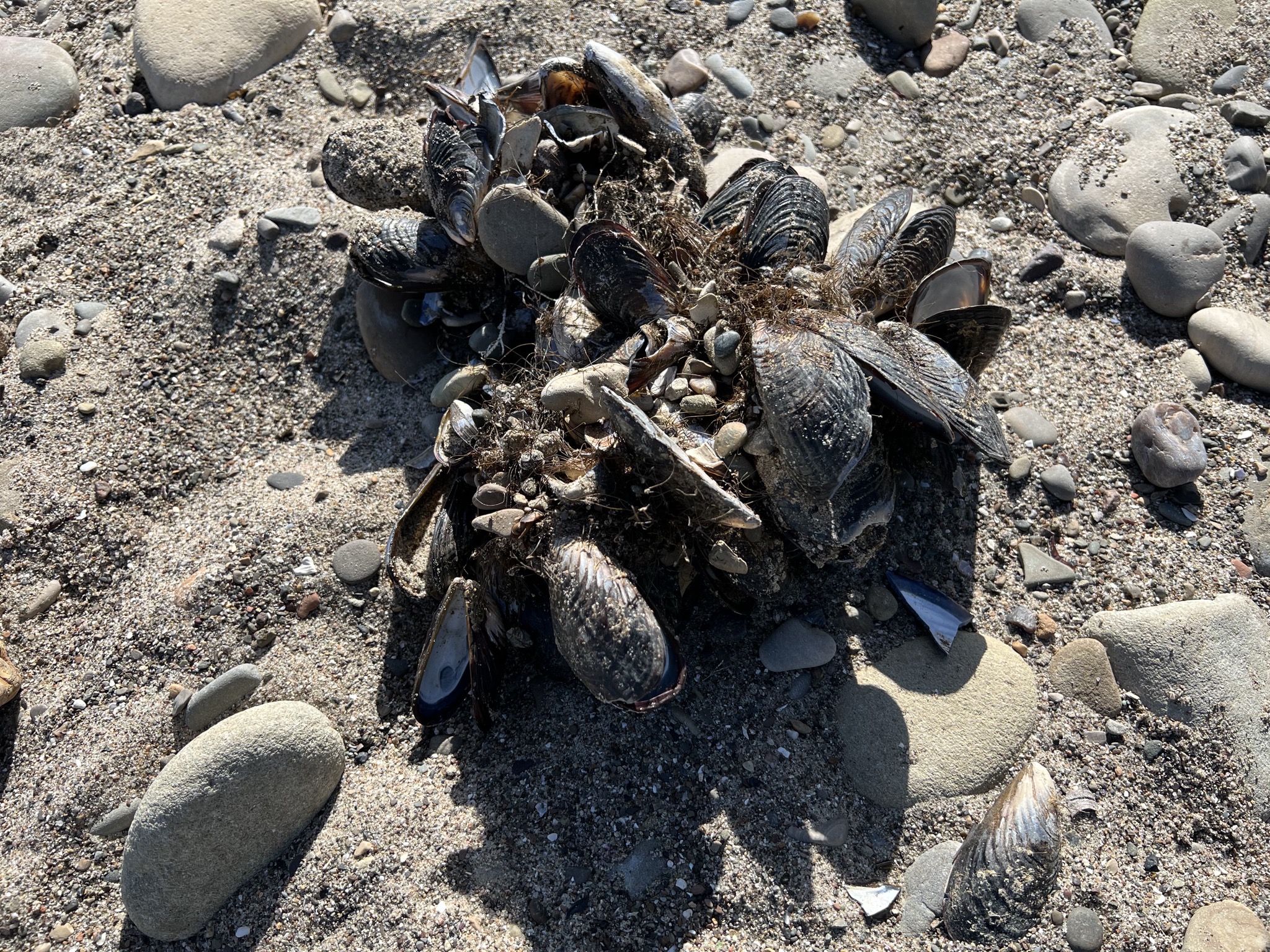 Mussels
