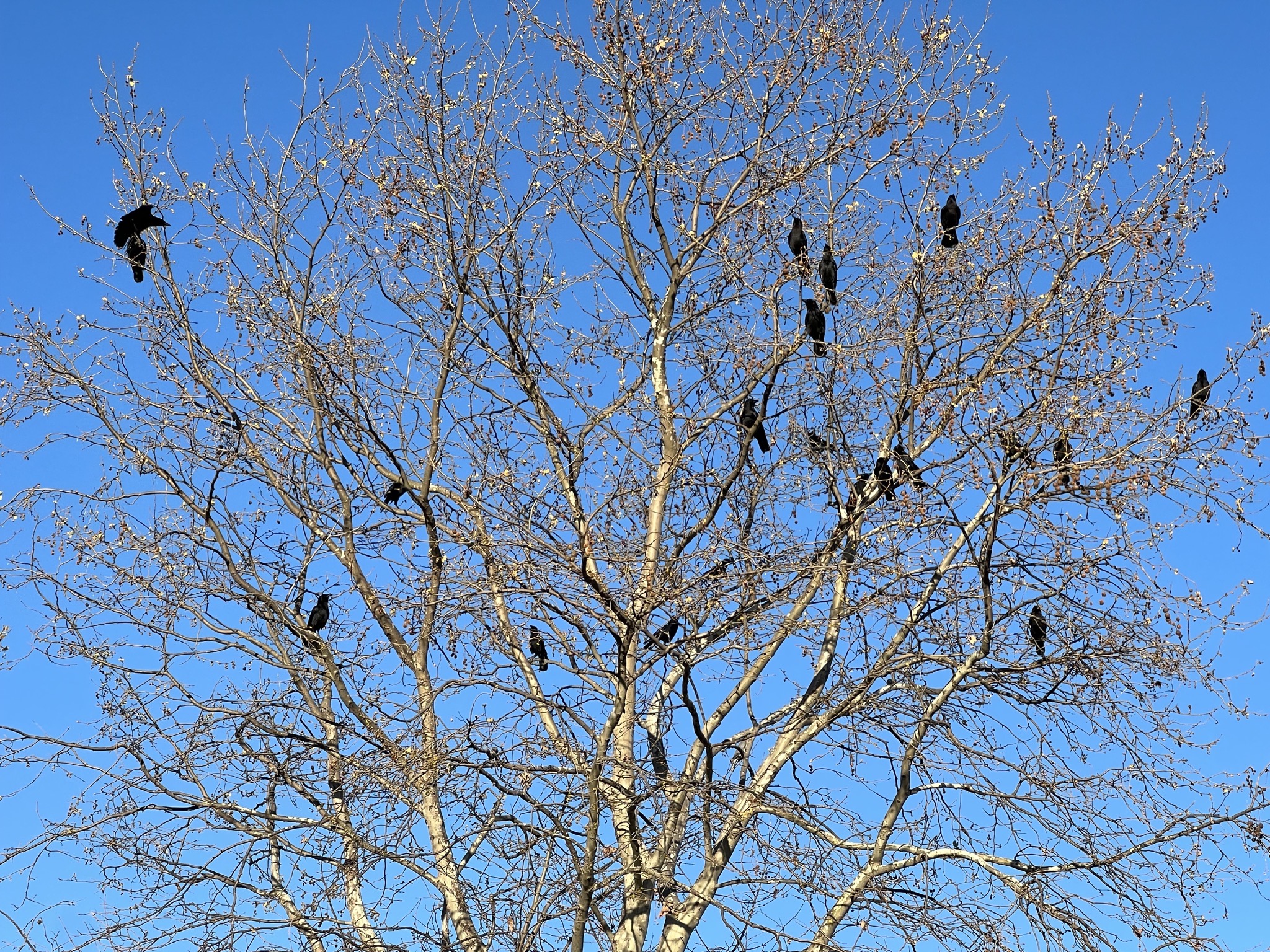 Murder of crows