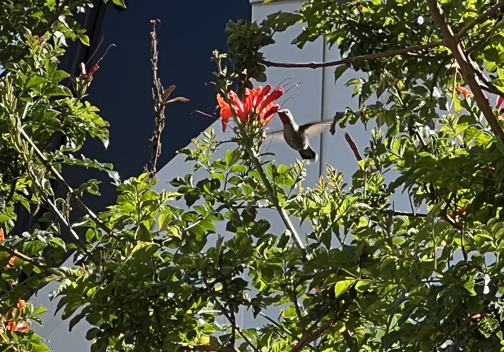 Hummingbird