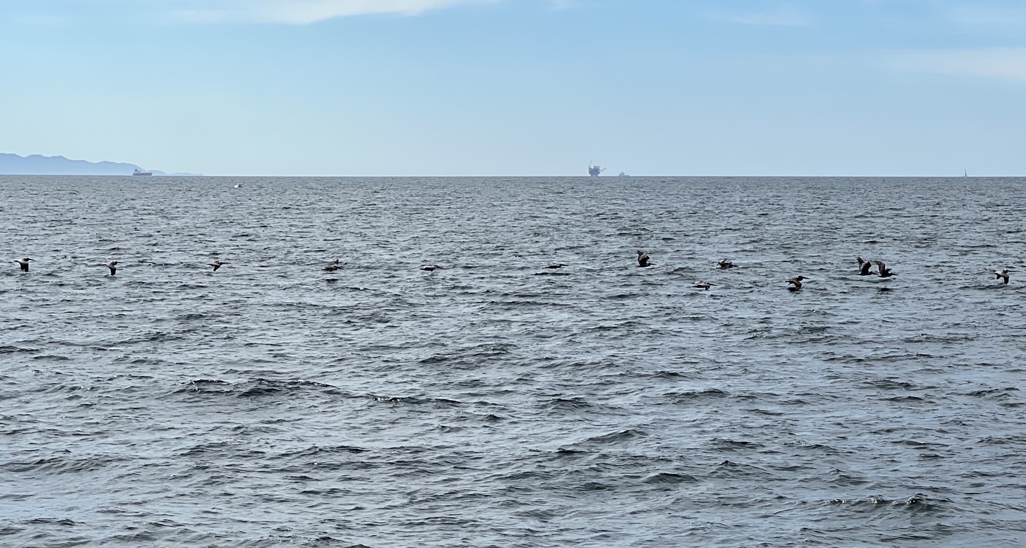Pelicans